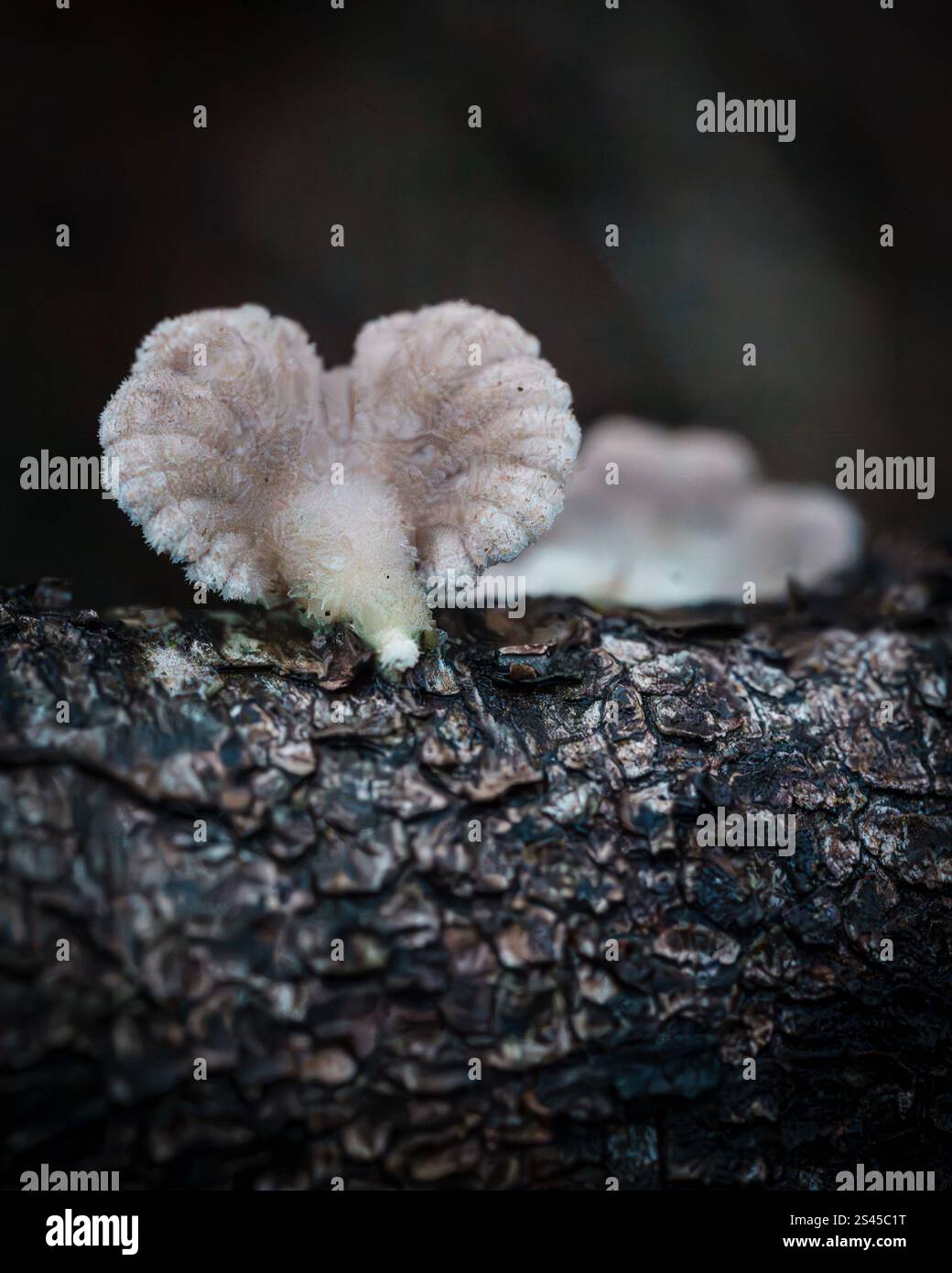 Wald- und Mistic-Farben Stockfoto