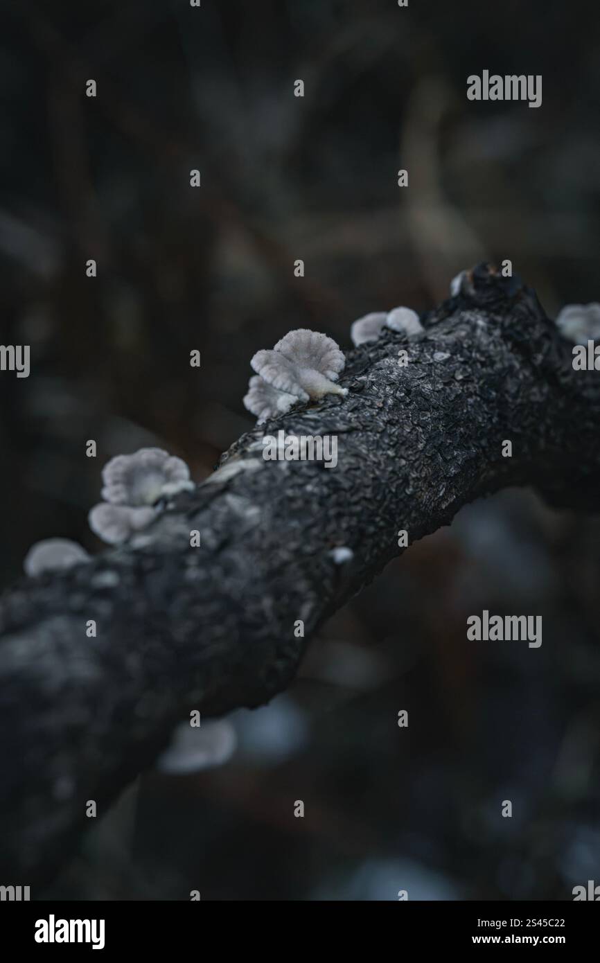 Wald- und Mistic-Farben Stockfoto
