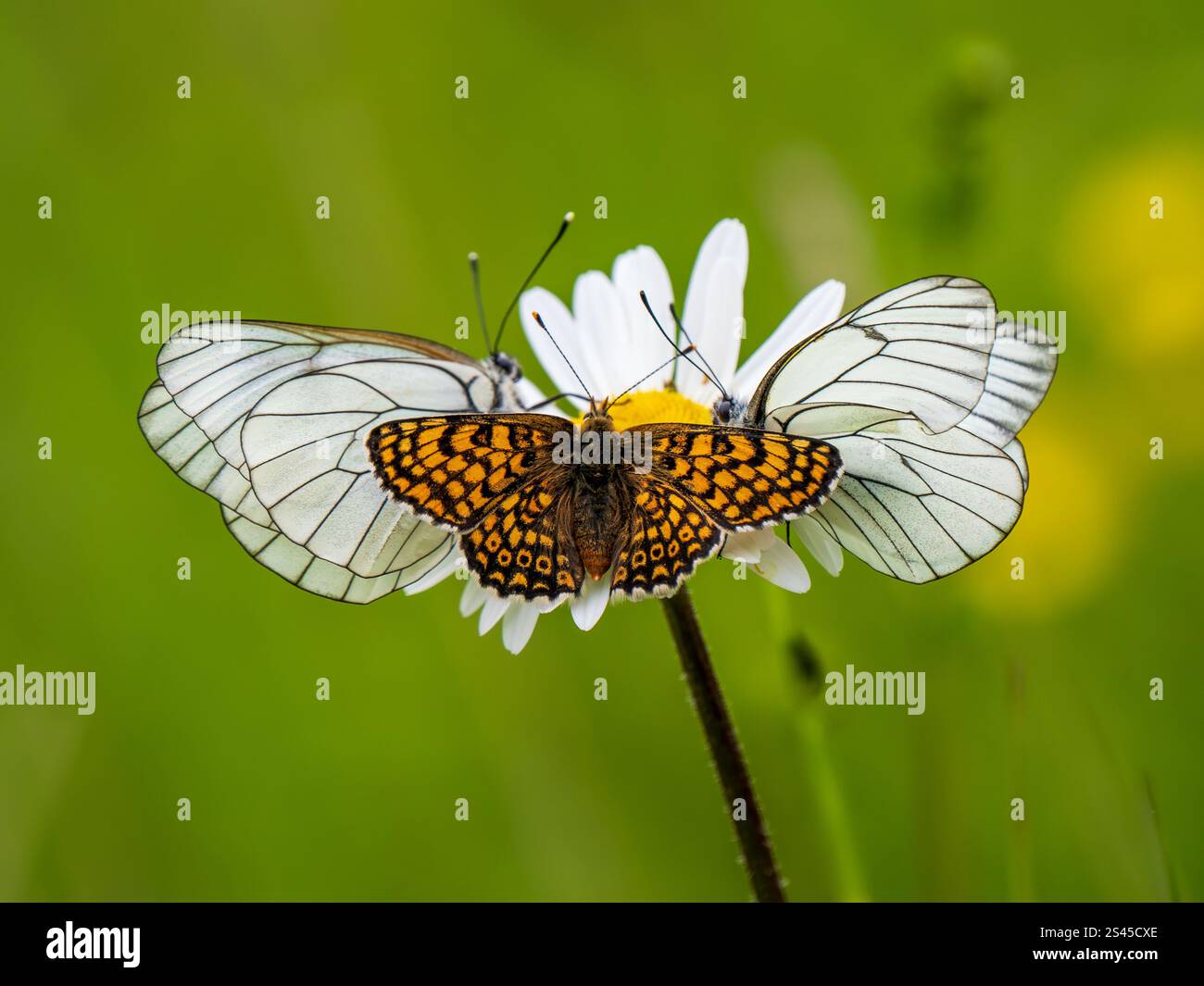 Zwei schwarze weiße Schmetterlinge und eine Glanville Fritillary auf einer Ochsenauge Daisy Stockfoto
