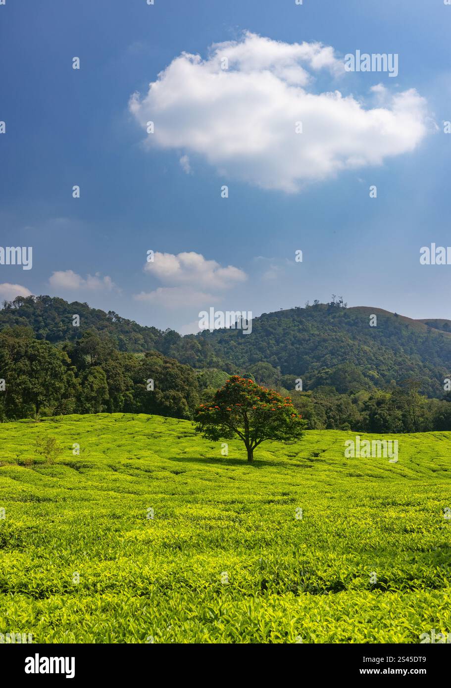 Eine weitläufige Teeplantage in Sakleshpur (Karnataka, Indien) Stockfoto