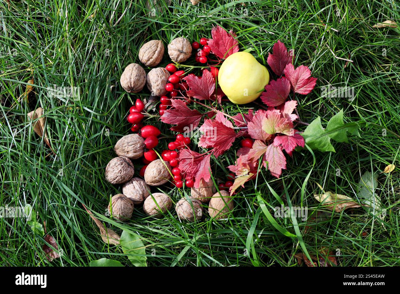 Auf dem grünen Gras befinden sich Gruppen von rotem reifem Viburnum, roten Reifen Wildrosenhüften, mehrfarbigen Herbstblättern, Schneekalvil-Apfel, Walnussfrüchte. Stockfoto