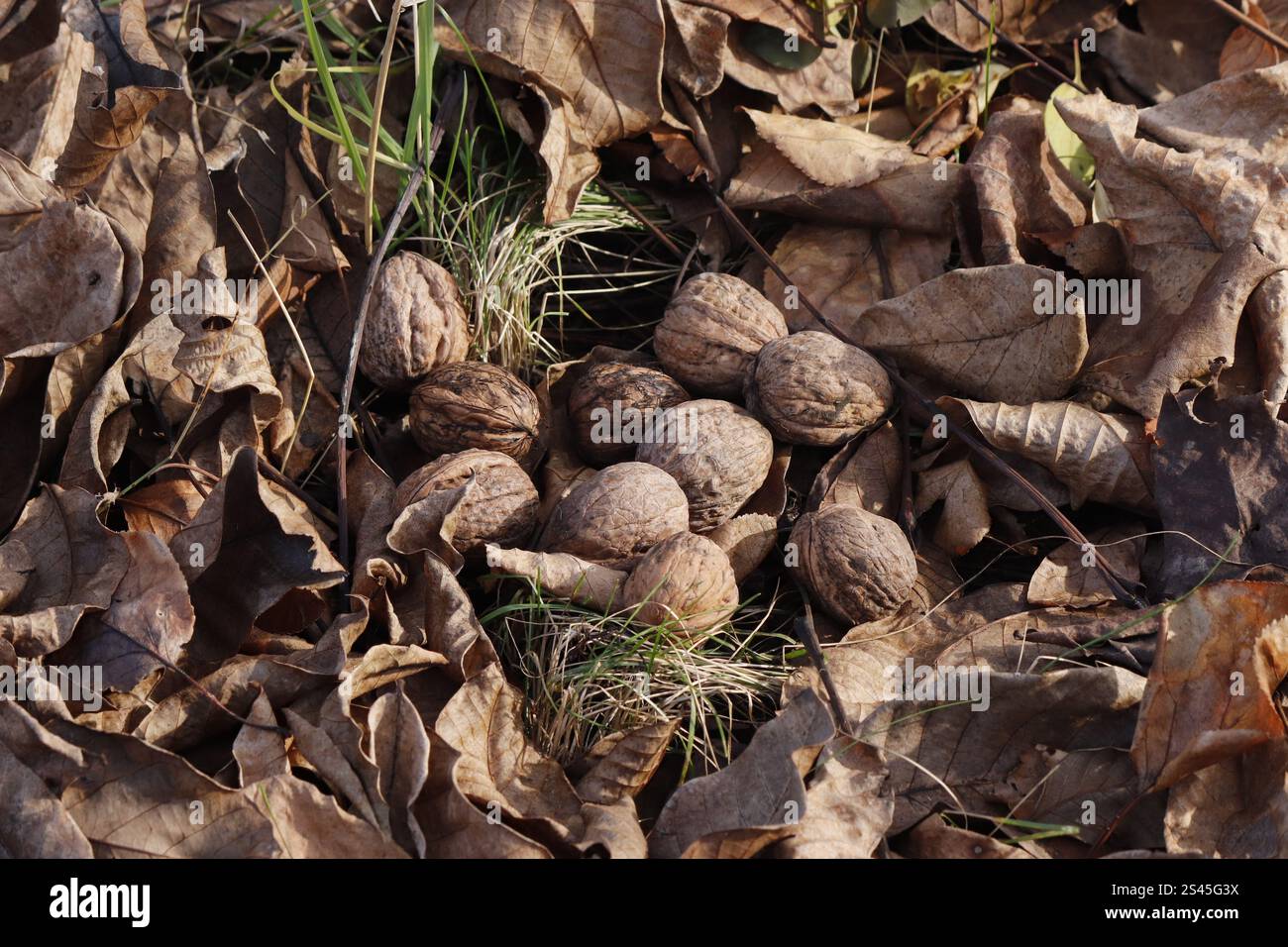 Reife Nussfrüchte in herabfallenden Herbstblättern. Stockfoto