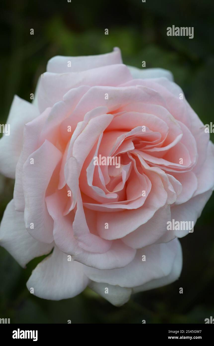 Rose Chandos Beauty ('Harmisty'PBR) in einem Garten, Sommer, London, Großbritannien. Gewinner des RHS Award of Garden Merit und des UK Rose Growers Gold. Stockfoto