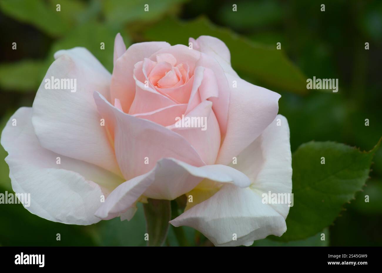 Rose Chandos Beauty ('Harmisty'PBR) in einem Garten, Sommer, London, Großbritannien. Gewinner des RHS Award of Garden Merit und des UK Rose Growers Gold. Stockfoto