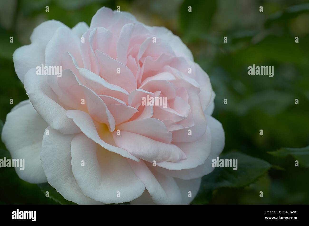Rose Chandos Beauty ('Harmisty'PBR) in einem Garten, Sommer, London, Großbritannien. Gewinner des RHS Award of Garden Merit und des UK Rose Growers Gold. Stockfoto