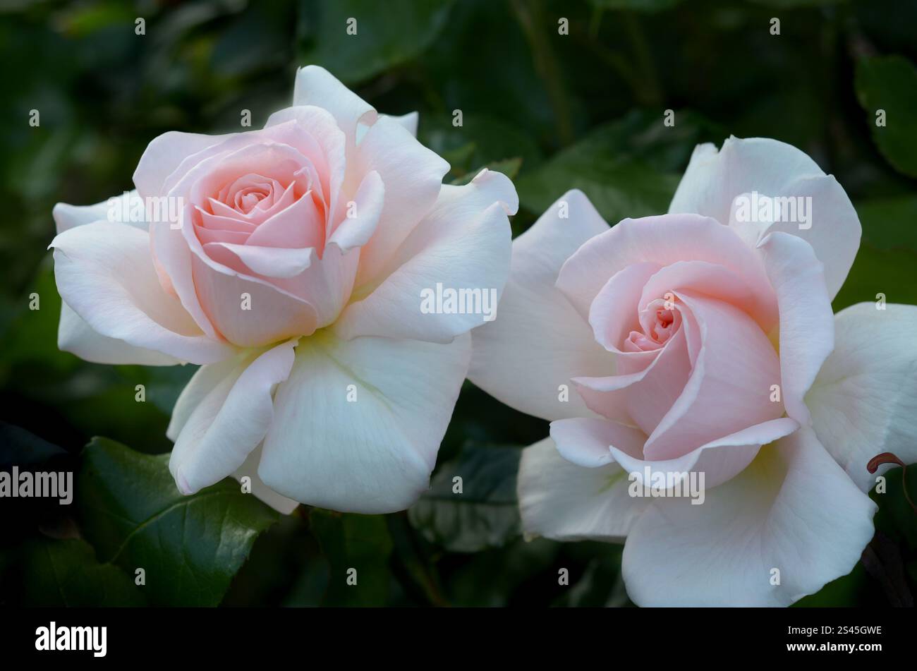 Rose Chandos Beauty ('Harmisty'PBR) in einem Garten, Sommer, London, Großbritannien. Gewinner des RHS Award of Garden Merit und des UK Rose Growers Gold. Stockfoto