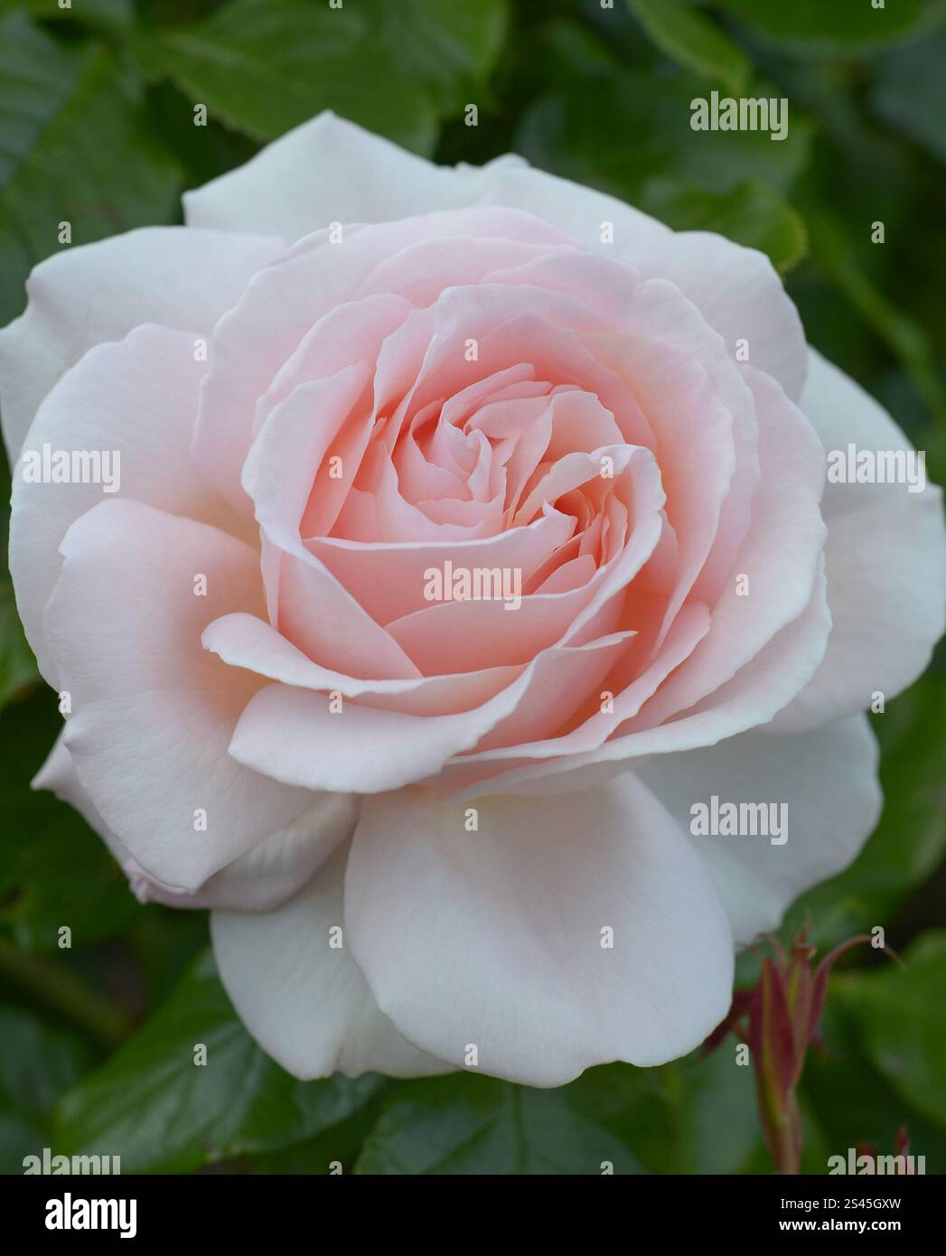 Rose Chandos Beauty ('Harmisty'PBR) in einem Garten, Sommer, London, Großbritannien. Gewinner des RHS Award of Garden Merit und des UK Rose Growers Gold. Stockfoto