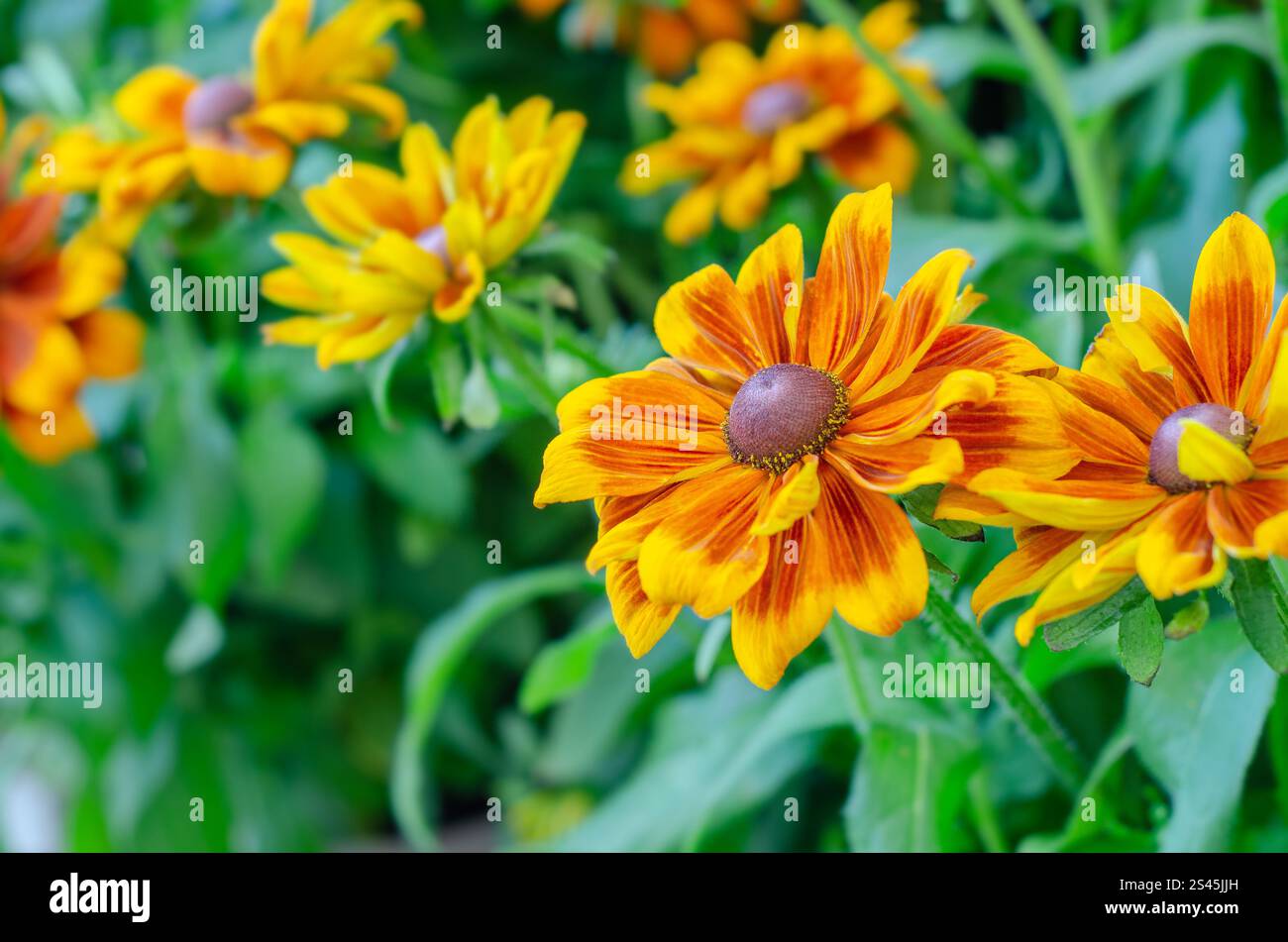 Bett von Rudbeckia Hirta 'Autumn Forest' Black-Eyed Susan, Coneflower, London, Großbritannien. Stockfoto