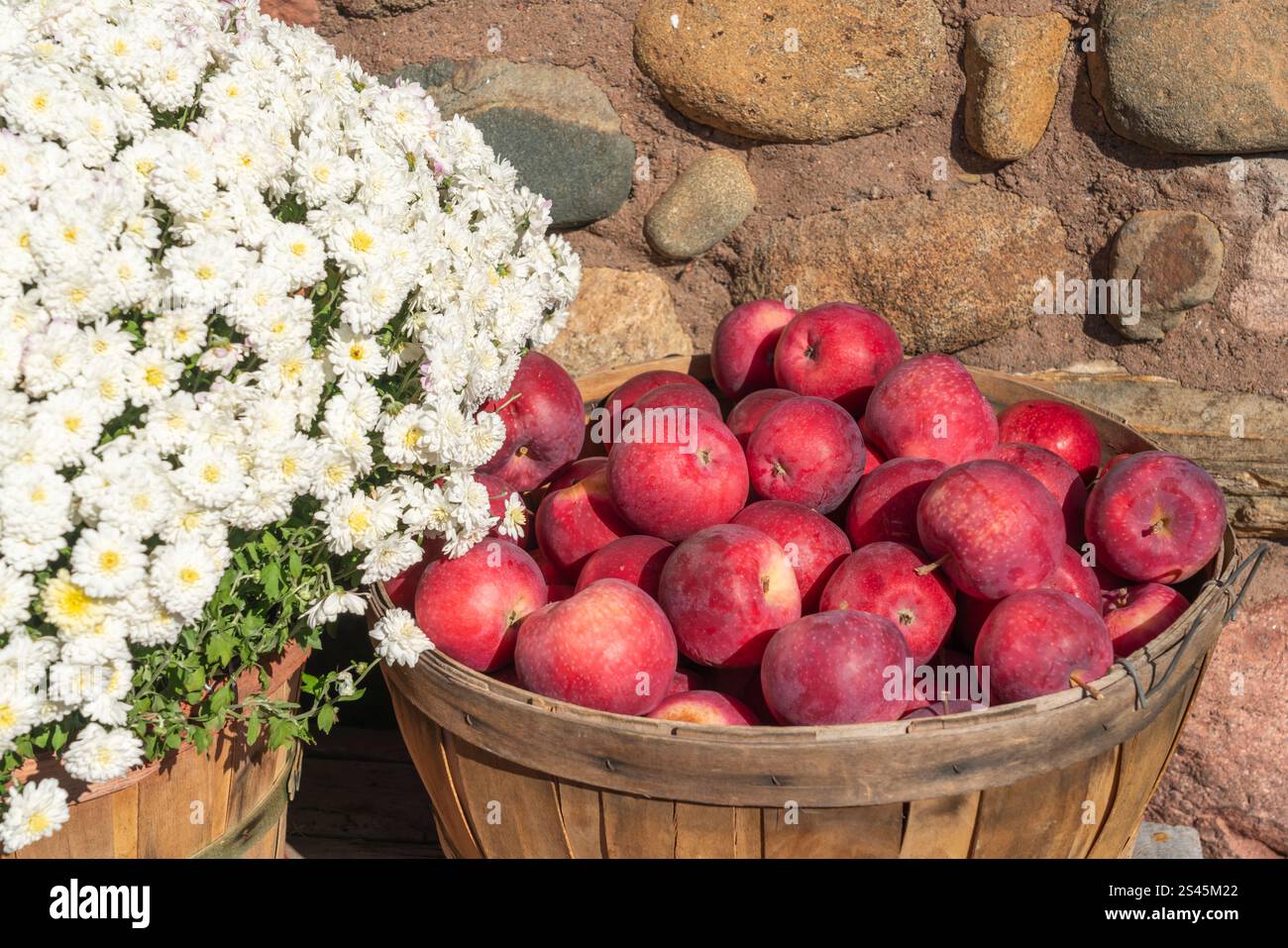 Ein Korb mit Äpfeln zum Verkauf in Bayfield, Wisconsin, USA. Stockfoto