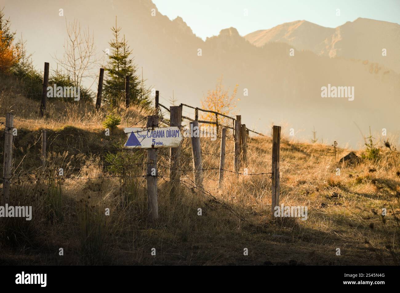 Eine ruhige Berglandschaft bei Sonnenaufgang mit nebligen Gipfeln, üppigen immergrünen Bäumen und einem grasbewachsenen Pfad, der einen ruhigen und natürlichen Zufluchtsort bietet. Stockfoto