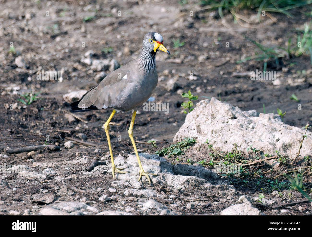 Afrikanisches Wattlumschlag, Wattlumschlag, Senegalkiebitz, Vanneau du Sénégal, Vanellus senegallus, csíkosnyakú bíbic, Kazinga Channel, Uganda, Afrika Stockfoto