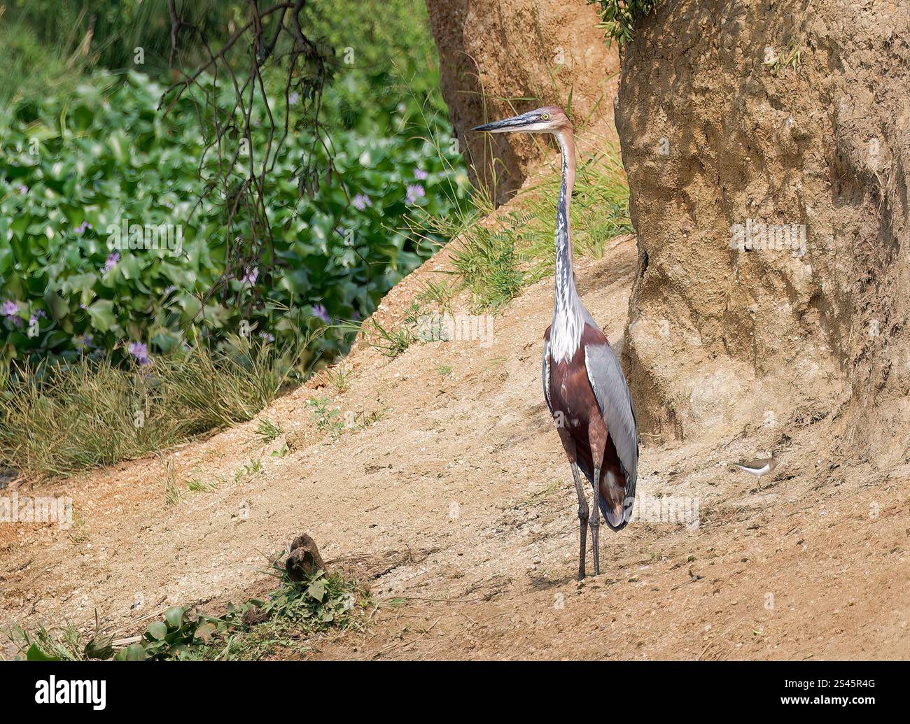 Goliath Reiher, Goliathreiher, Héron goliath, Ardea goliath, óriásgém, Kazinga Channel, Queen Elizabeth National Park, Uganda, Ostafrika Stockfoto