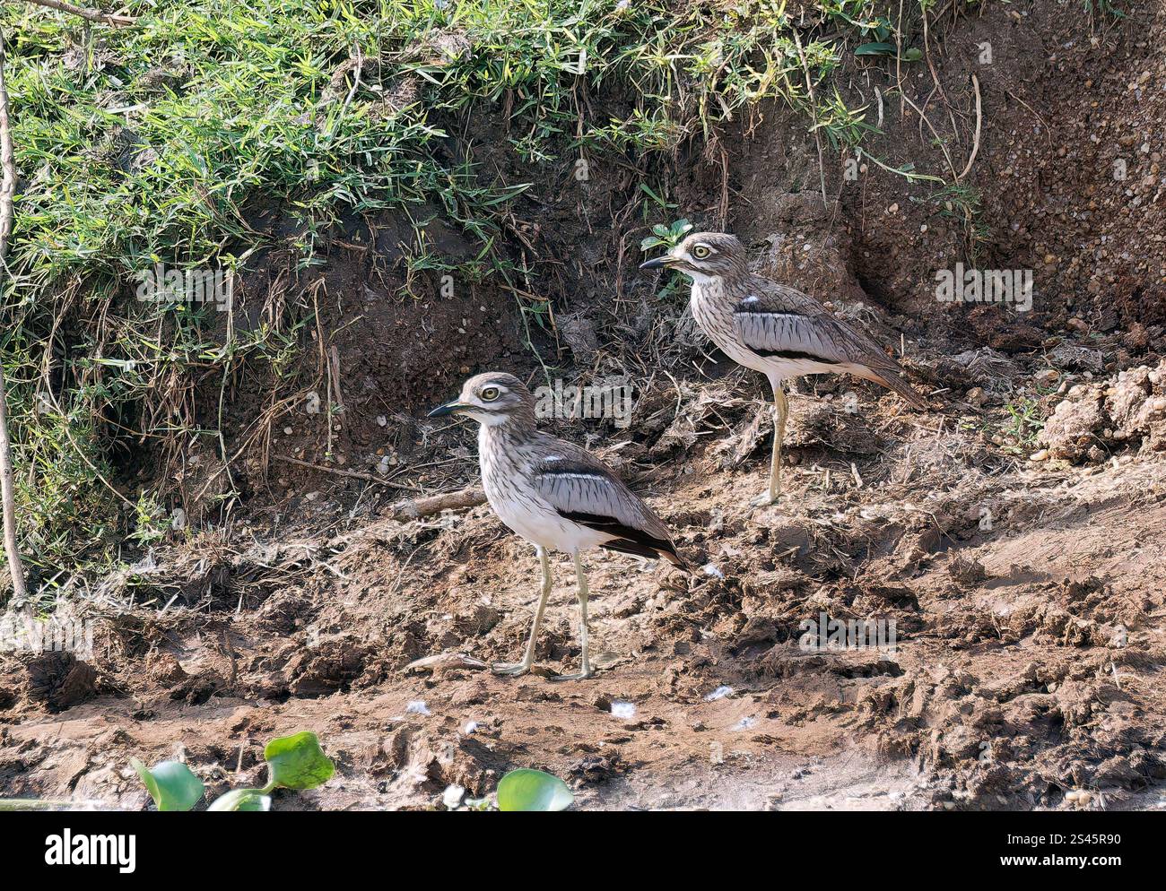 Wasserdickknie, Wassertriel, Œdicnème vermiculé, Burhinus vermiculatus, parti ugartyúk, Kazinga Channel, Uganda, Ostafrika Stockfoto