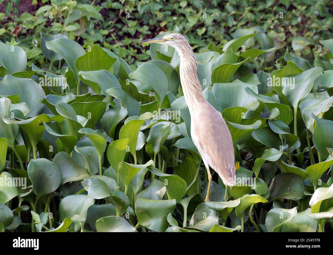 Rallenreiher, Crabier chevelu, Ardeola ralloides, üstökösgém, Kazinga Channel, Queen Elizabeth National Park, Uganda, Ostafrika Stockfoto