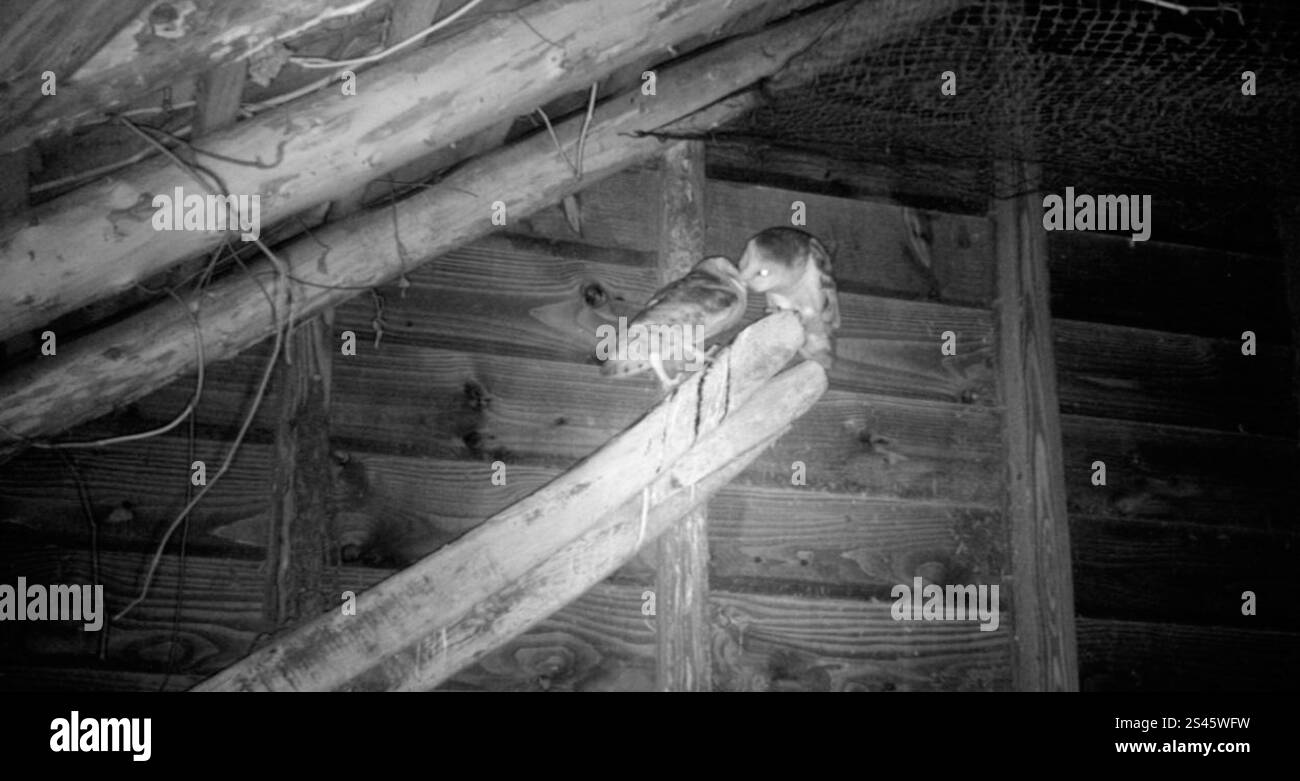 Westliche Barn Eule (Tyto alba) Stockfoto