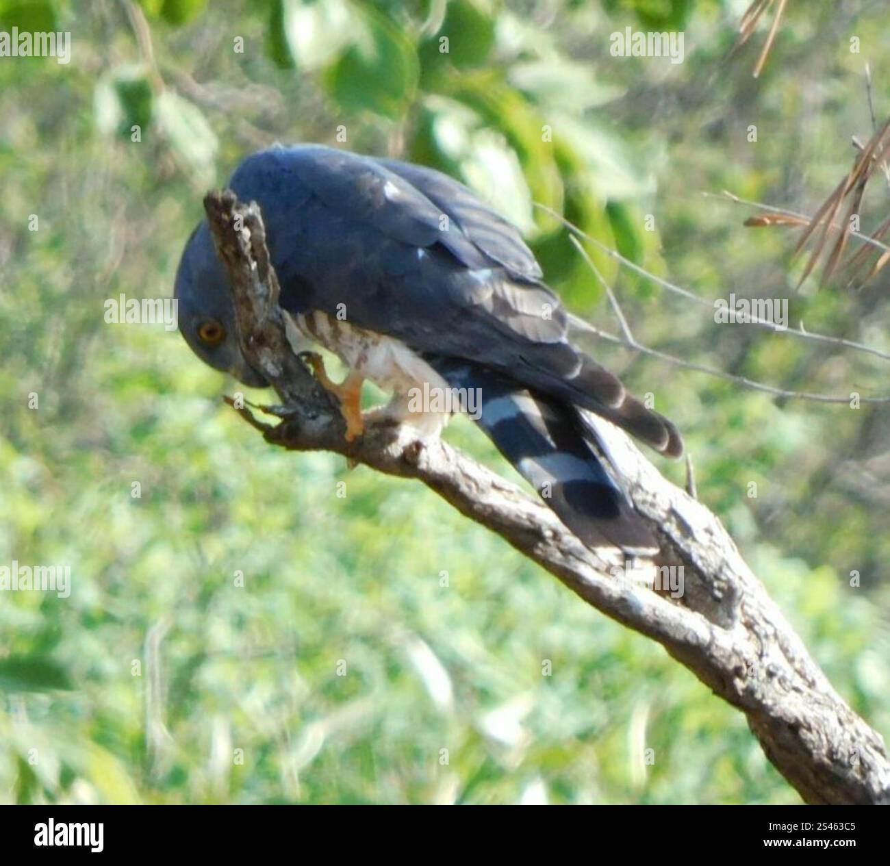 Kuckuckskuckskuckskuckskuckskuckskuckskuckskuckskuken (Aviceda cucuculoides verreauxii) im südlichen Afrika Stockfoto