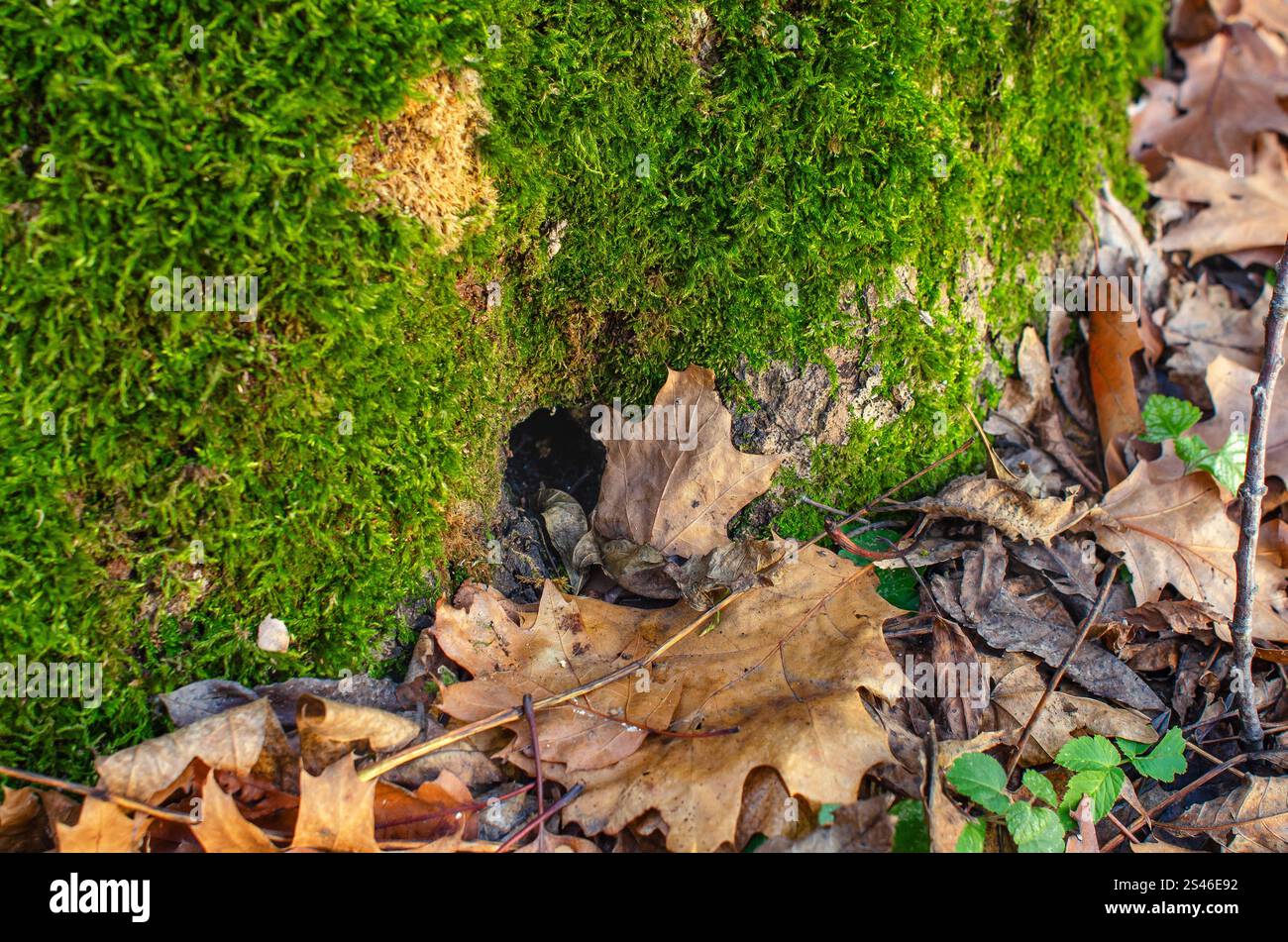 Makrofoto von Höhlen in grünem Moos in der Nähe gefallener Blätter. Friedlicher Blick auf den Wald. Überwintern von Tieren Stockfoto