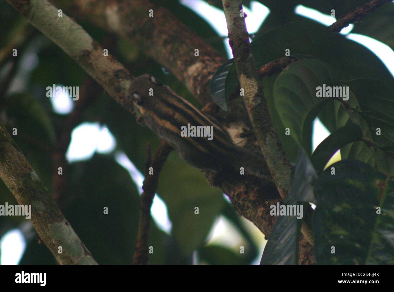 (Tamiops mcclellandii leucotis) Stockfoto