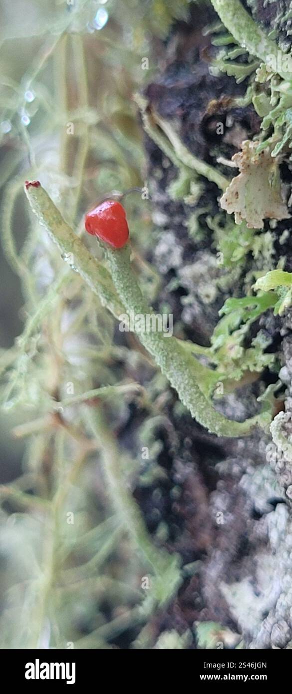 Lippenstift Powderhorn (Cladonia macilenta) Stockfoto
