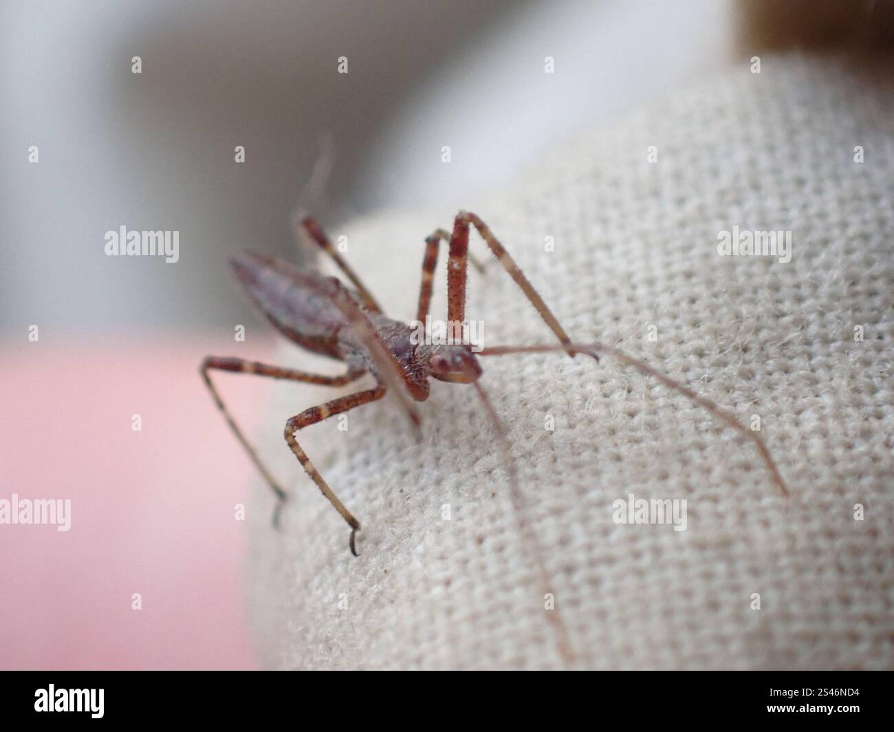 Assassine Bugs (Reduviidae) Stockfoto