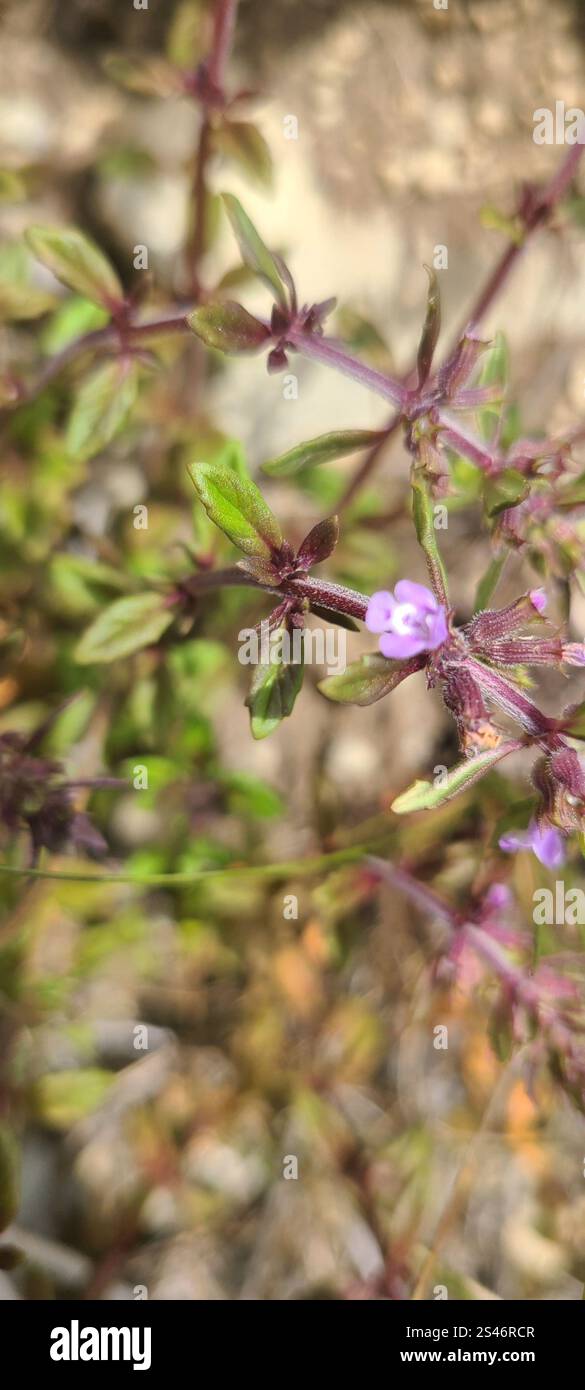 basilikum-Thymian (Clinopodium acinos) Stockfoto