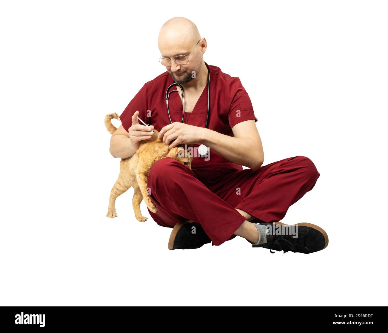 Ein männlicher Tierarzt mit rotem Peeling und Stethoskop sitzt auf dem Boden, während er einer Katze eine Injektion gibt. Stockfoto