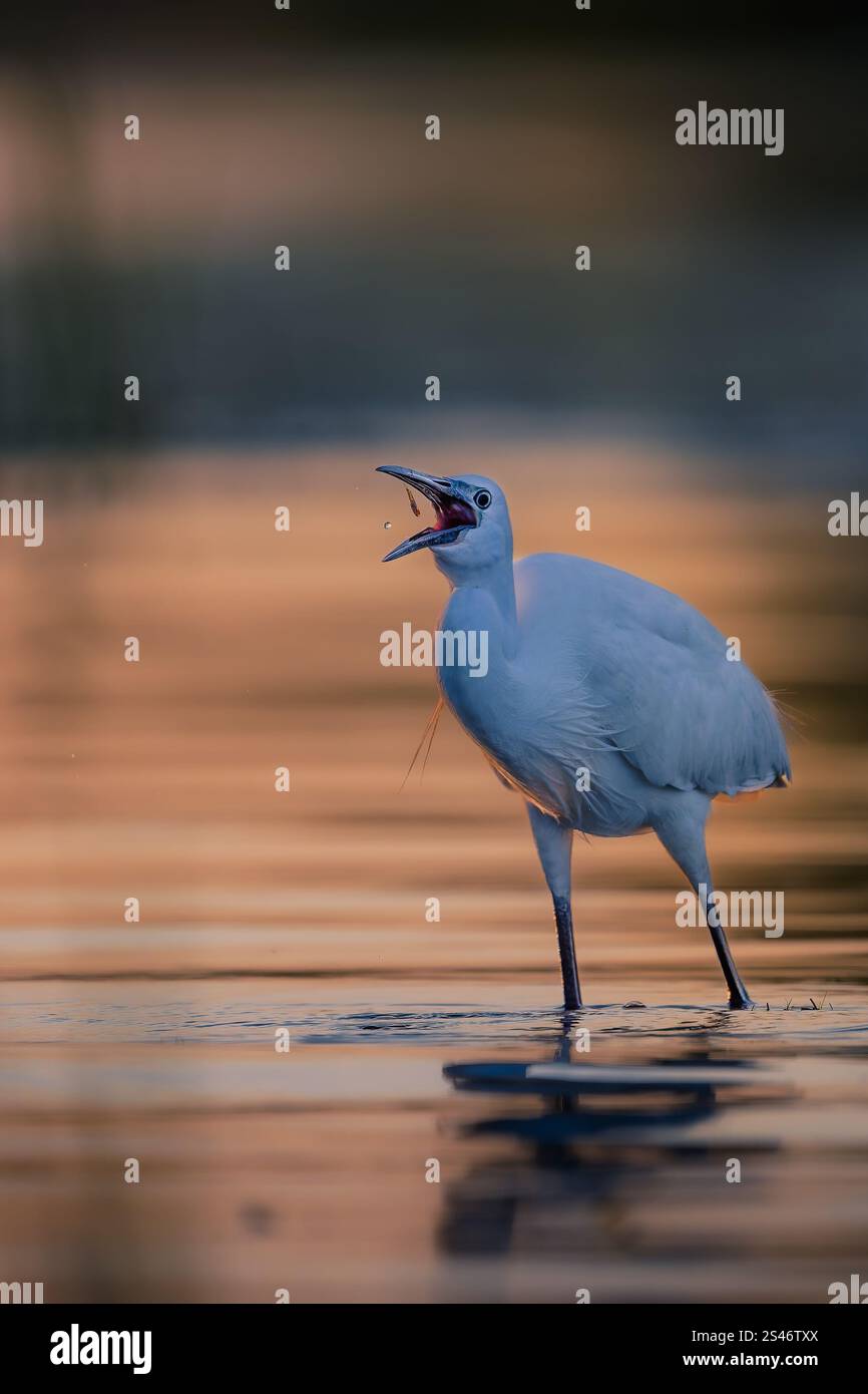 Kleiner Reiher (Egretta garzetta), Erwachsener auf der Suche nach Essen und Halt für Fotos, aufgenommen im rumänischen Donaudelta Stockfoto