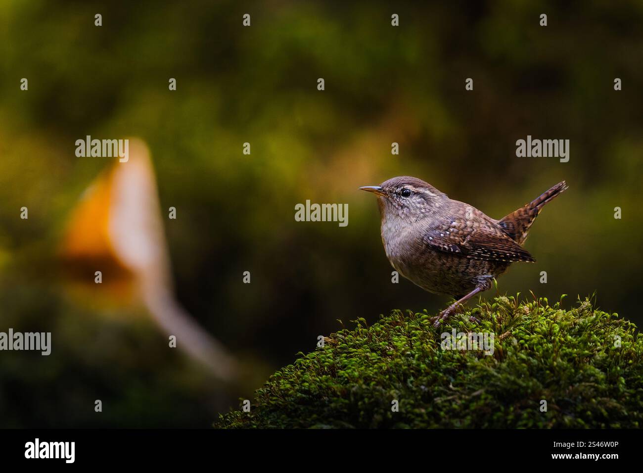 Eurasischer Zauner (Troglodytes troglodytes), ausgewachsen, einer der kleinsten Vögel europas im Herbst, in einem Wald in Rumänien bei Craiova Stockfoto