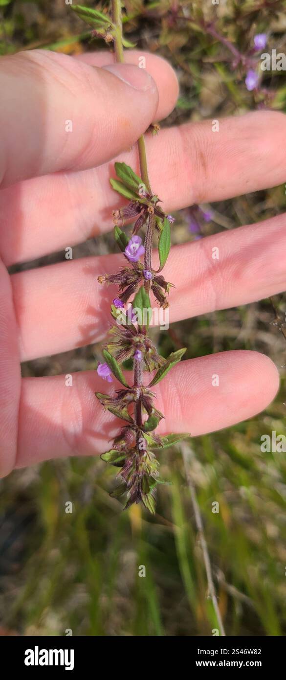 basilikum-Thymian (Clinopodium acinos) Stockfoto
