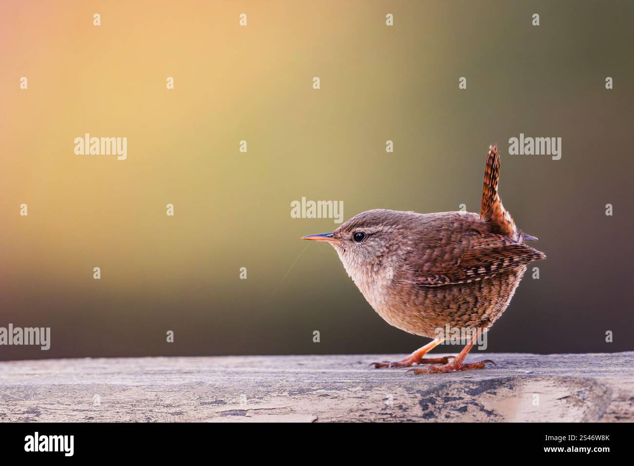 Eurasischer Zauner (Troglodytes troglodytes), ausgewachsen, einer der kleinsten Vögel europas im Herbst, in einem Wald in Rumänien bei Craiova Stockfoto