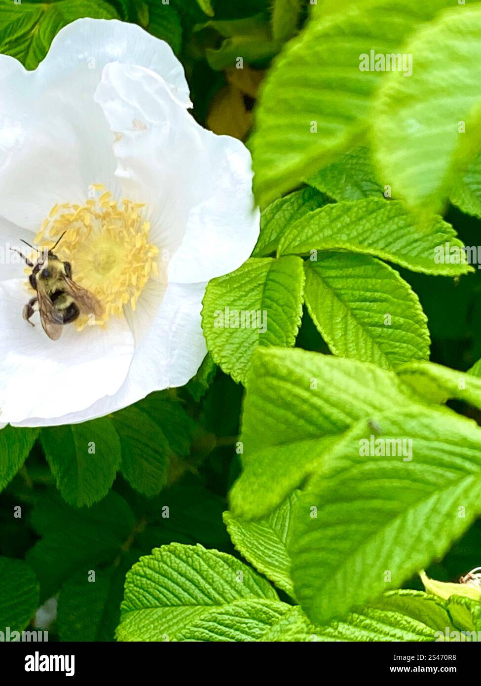 Eine beschäftigte Biene sammelt Pollen nach Honig. Stockfoto