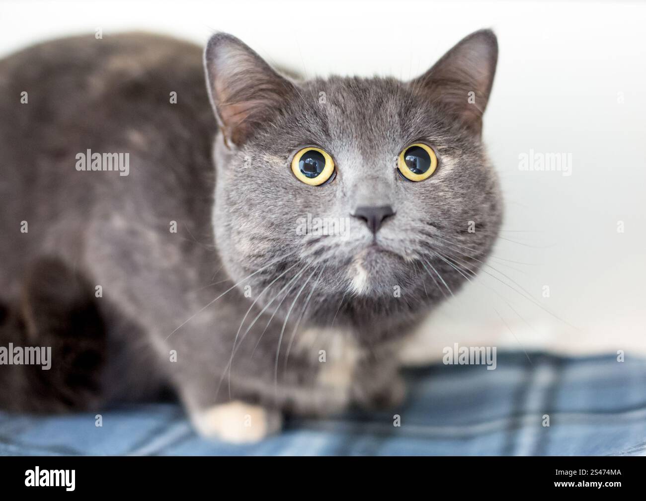 Eine nervöse graue Kurzhaarkatze mit weiträumigem Ausdruck und geweiteten Pupillen Stockfoto