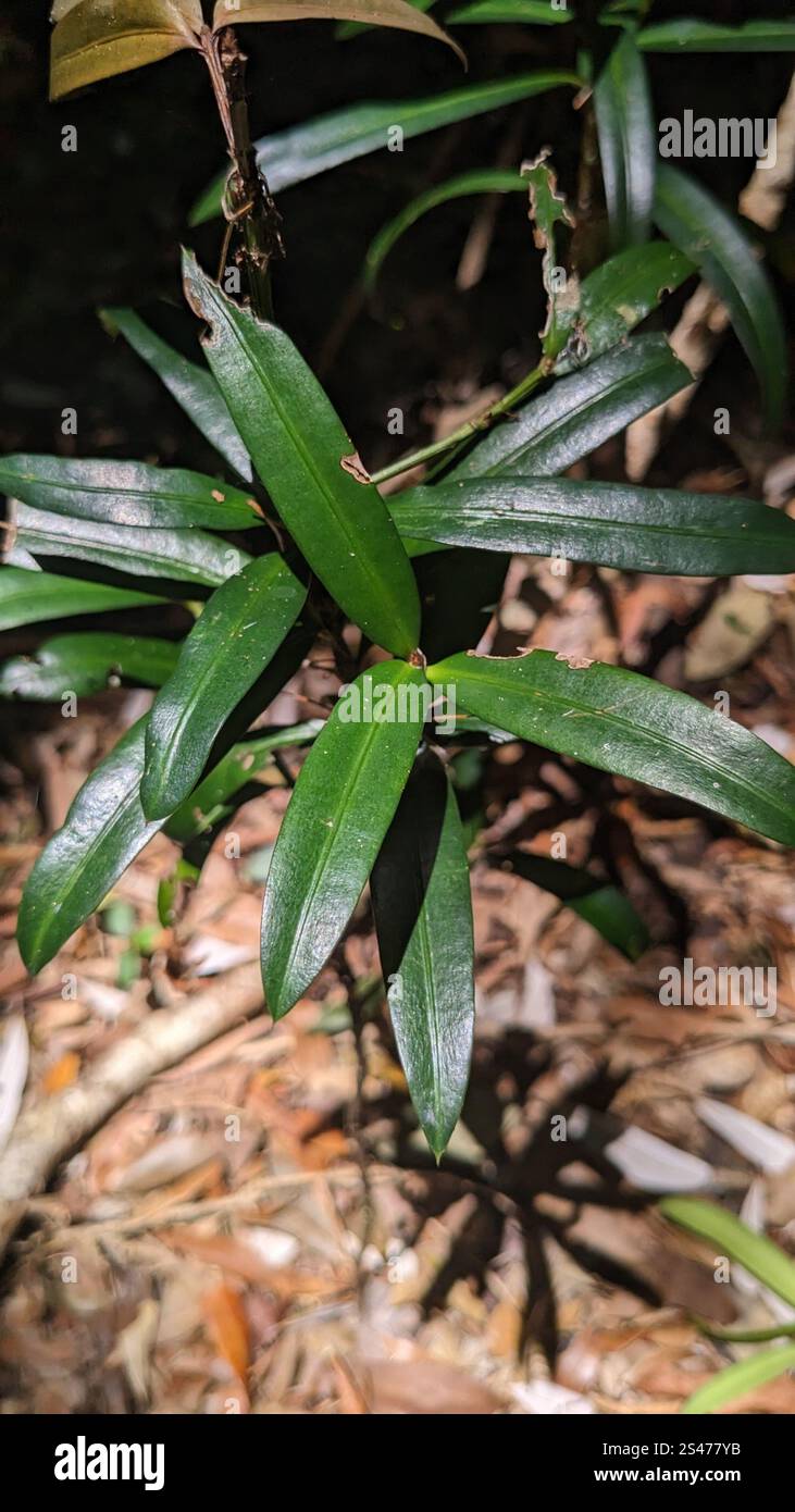 Pflaumenkiefer (Podocarpus elatus) Stockfoto