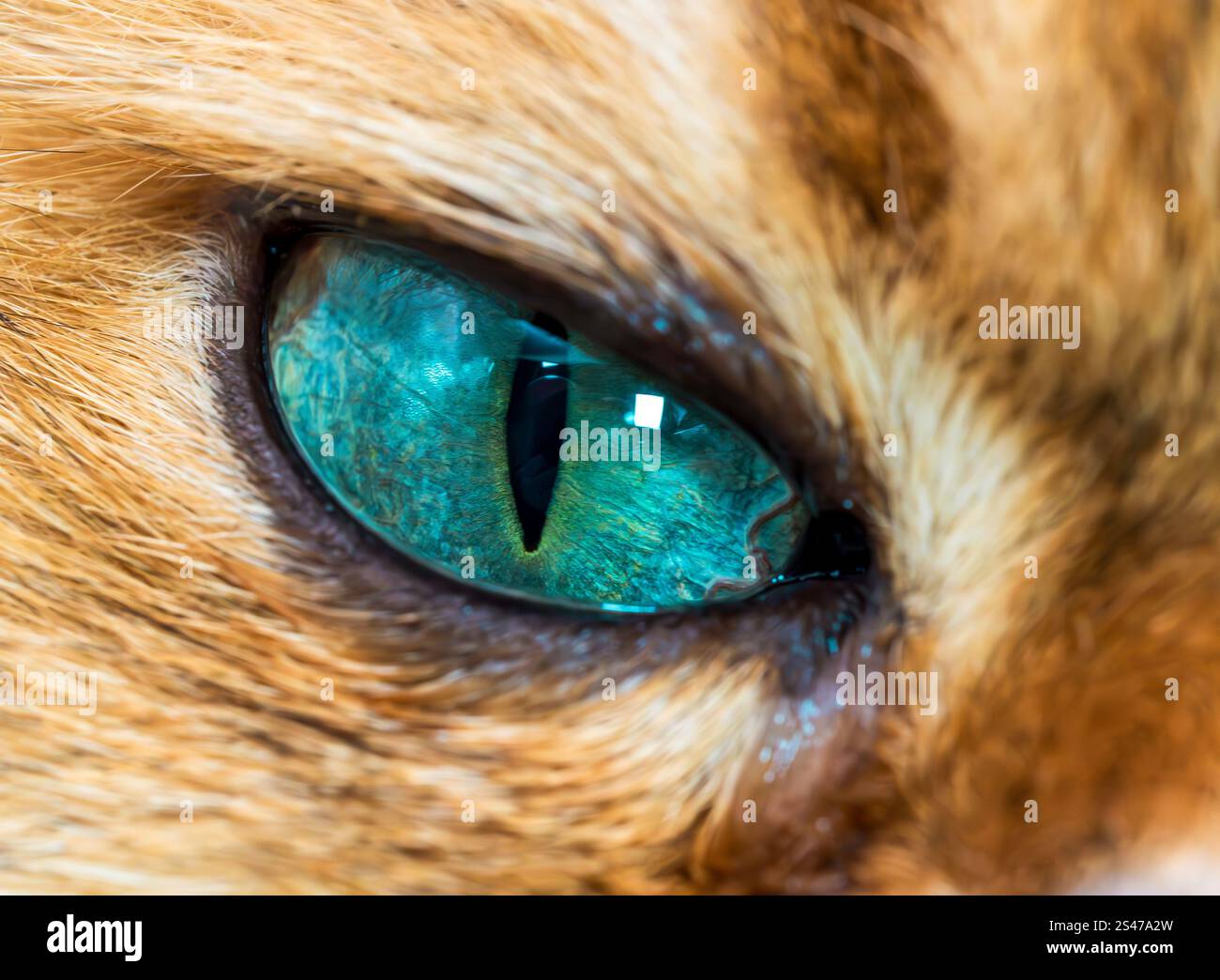 Das markante Auge eines goldenen britischen Langhaars Stockfoto