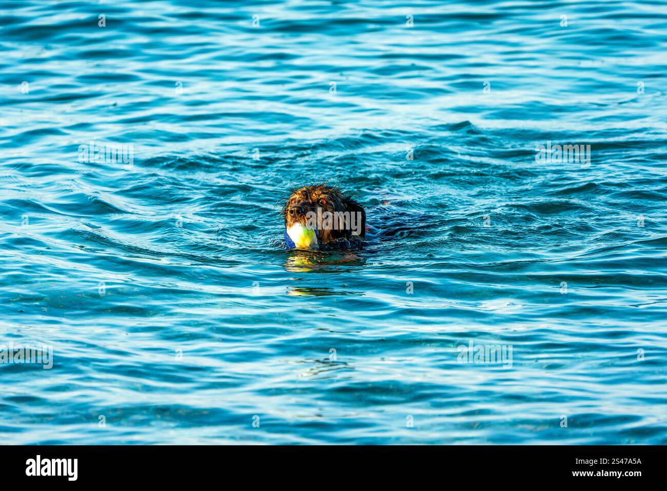 Ein Hund schwimmt im Wasser, nachdem er einen Tennisball gefangen hatte Stockfoto