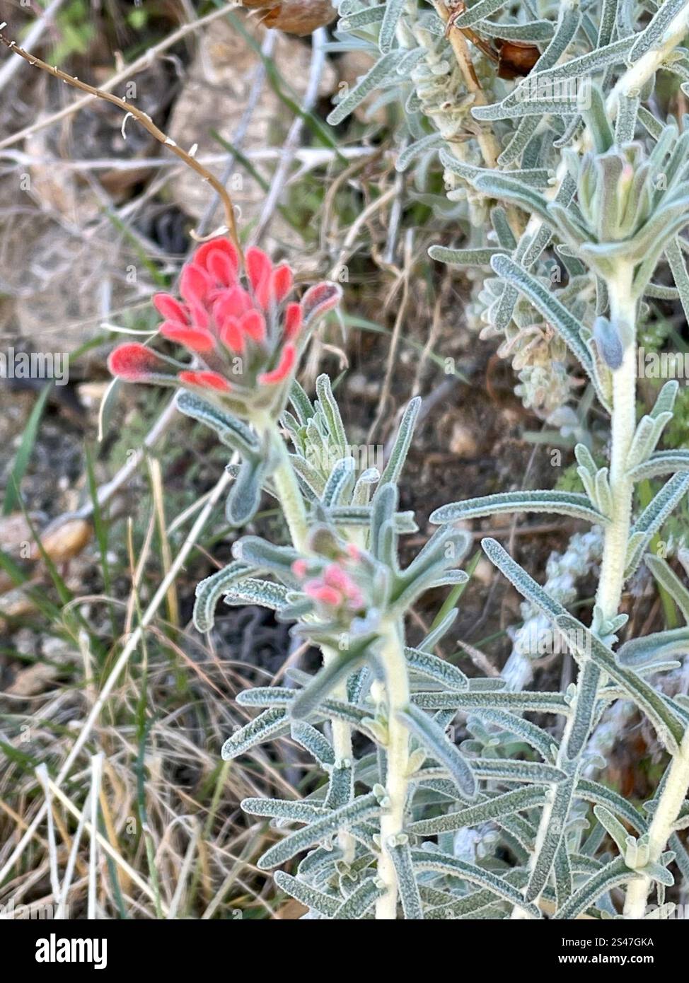 Indischer Wollpinsel (Castilleja foliolosa) Stockfoto