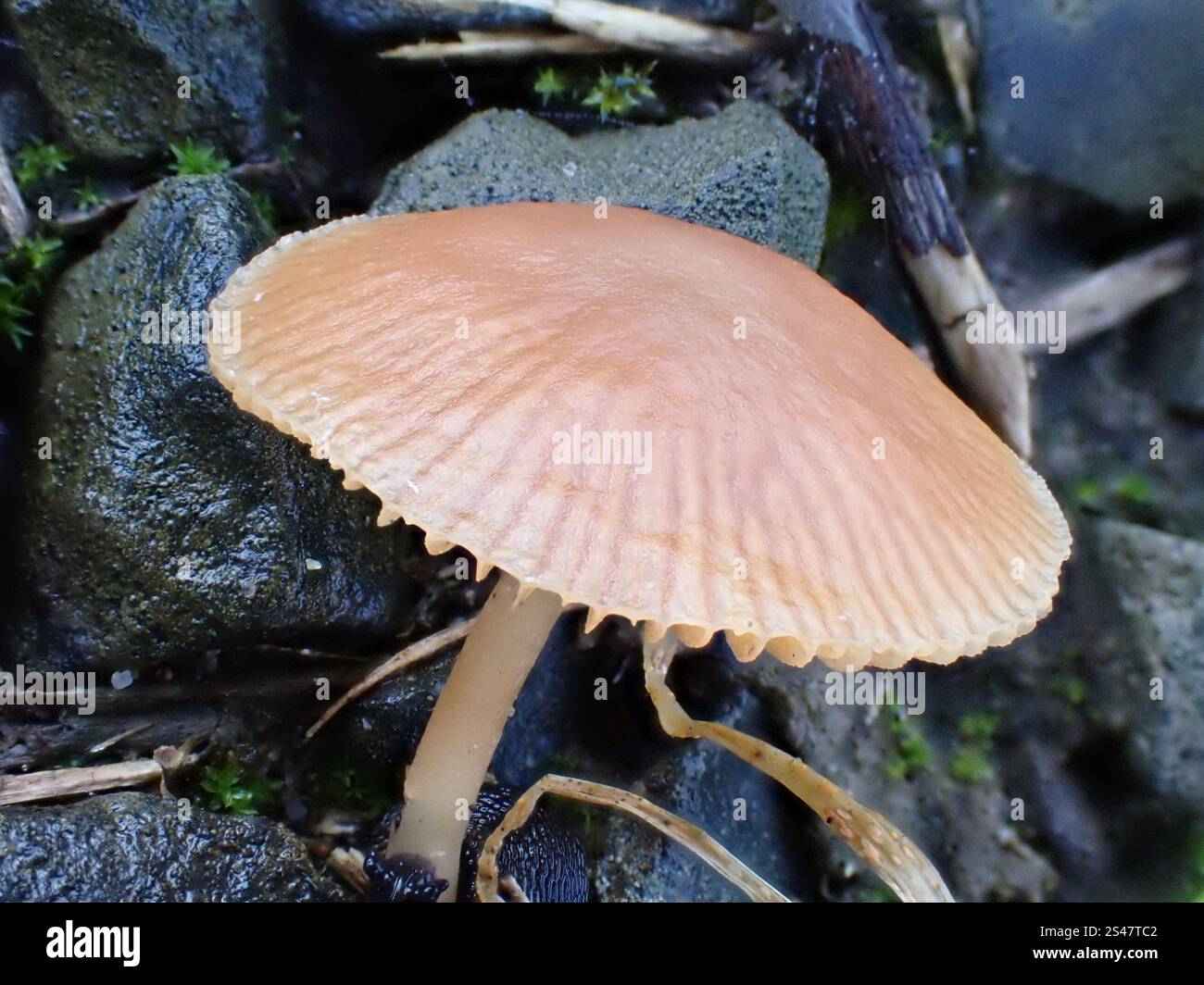 Scrufy Twiglet (Tubaria furfurfuracea) Stockfoto