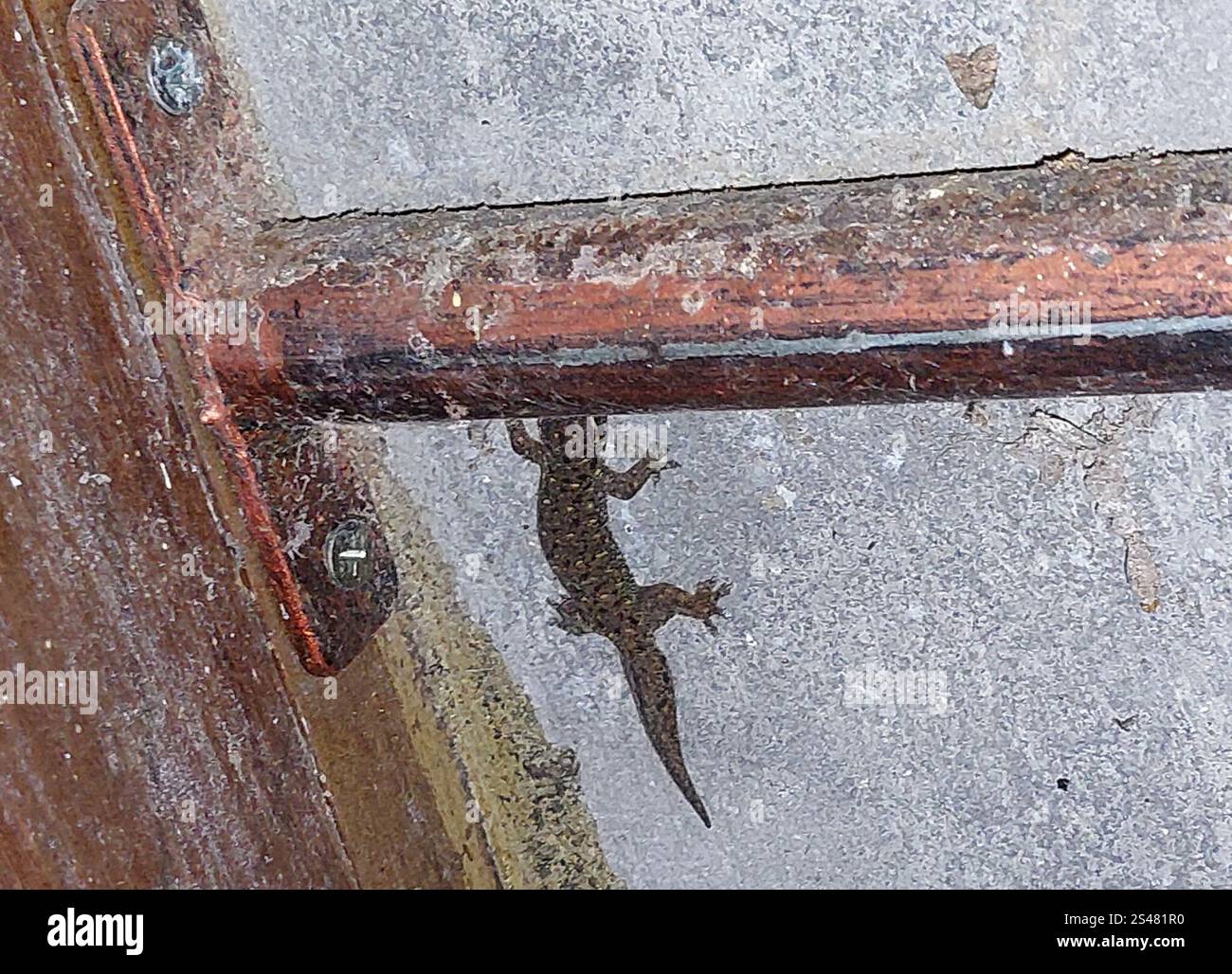 Gecko mit vier Klauen (Gehyra mutilata) Stockfoto