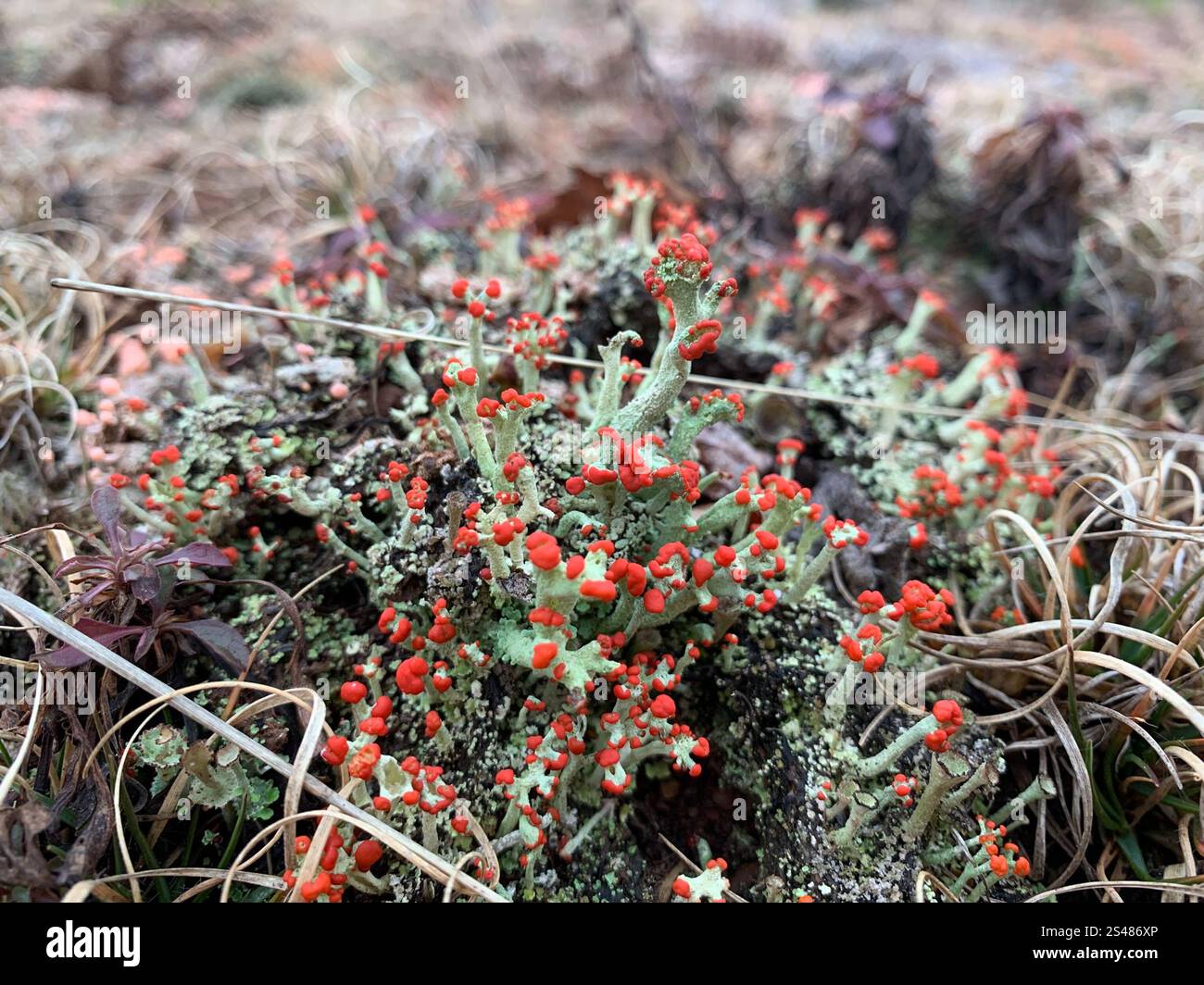 Britische Soldatenflechte (Cladonia cristatella) Stockfoto