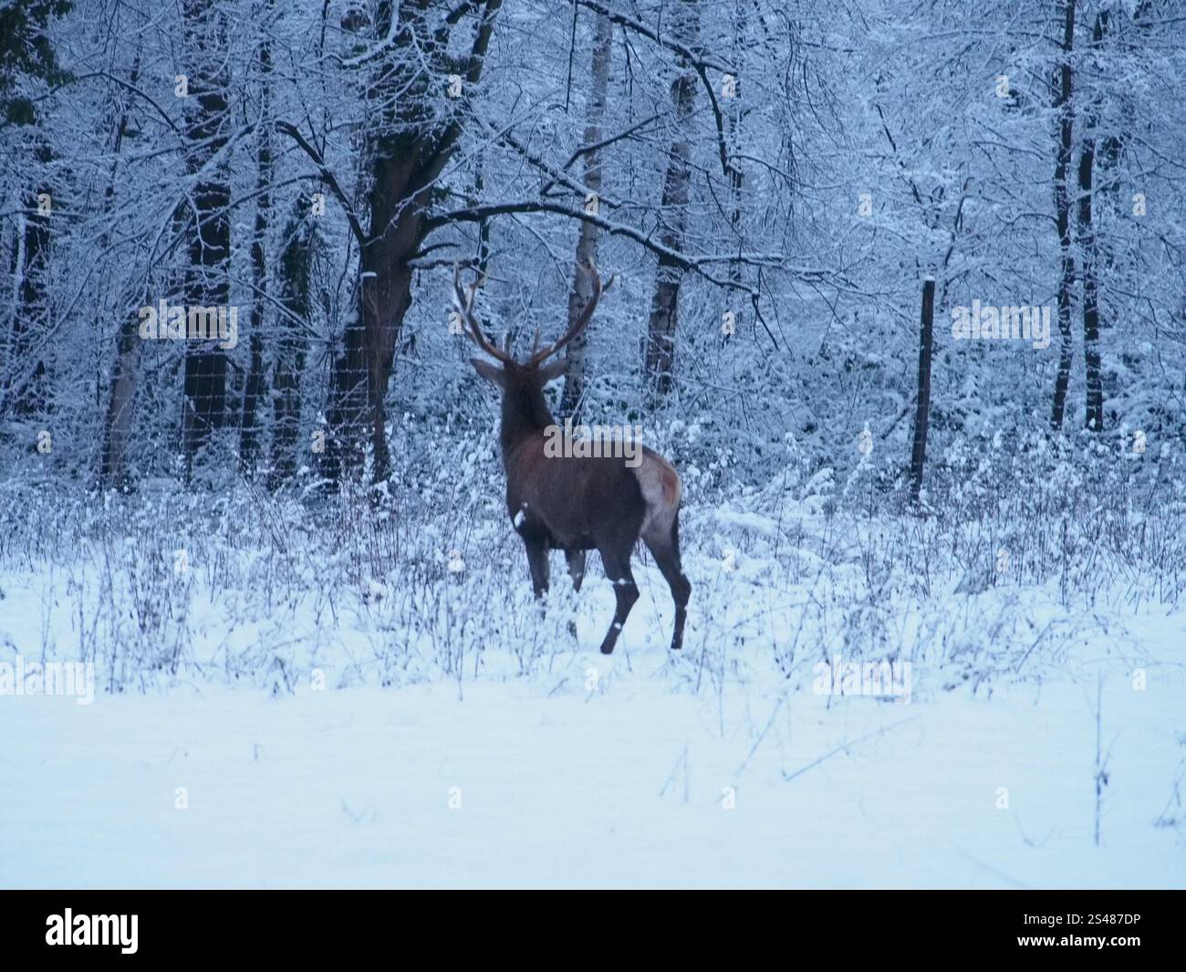 Ein männlicher Rotwild (cervus elaphus), der bei Sonnenaufgang im Schnee im Waldgehege Kottenforst in Bonn, Deutschland, von der Kamera weggerichtet ist Stockfoto
