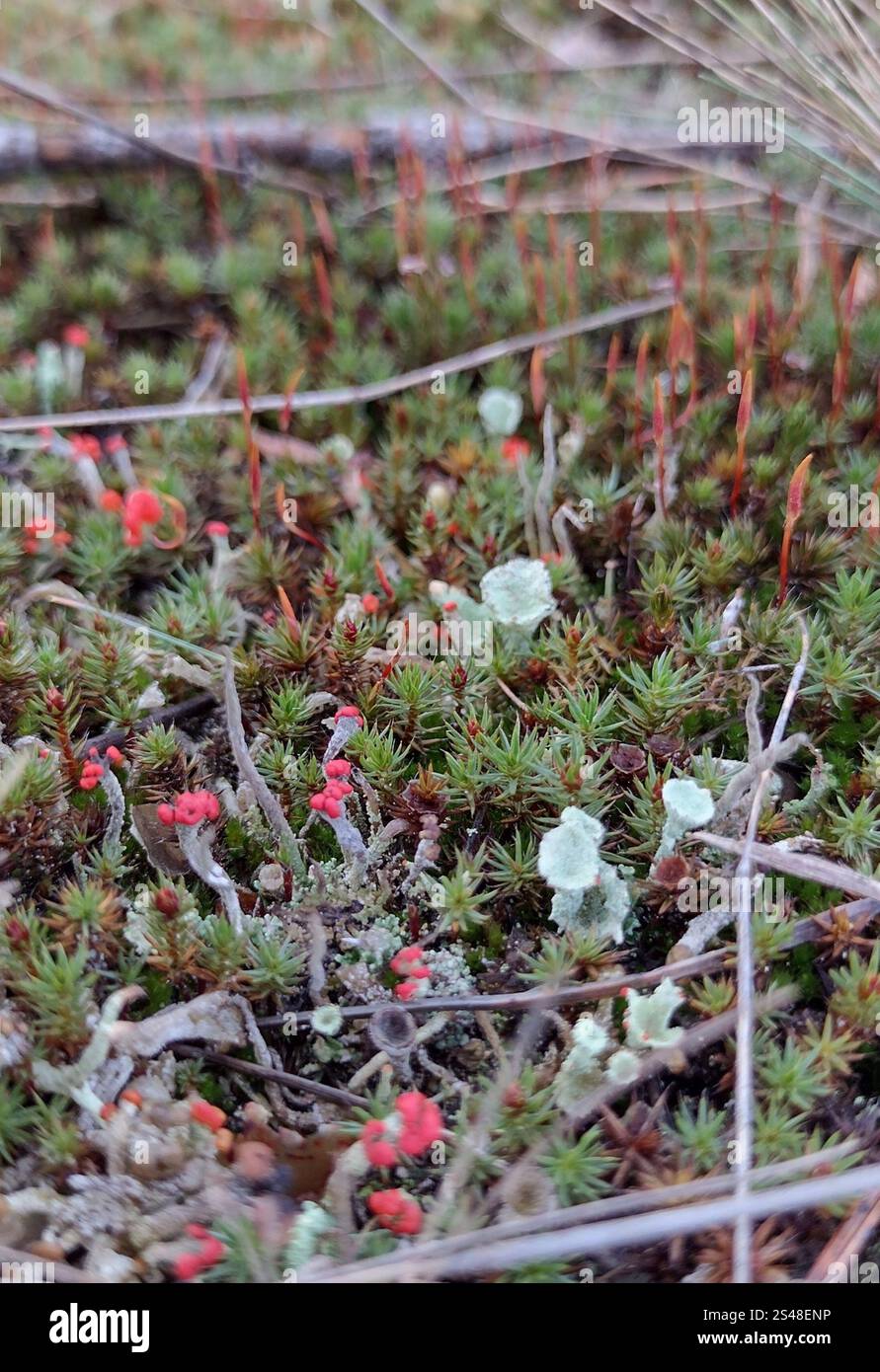 Britische Soldaten Flechten (Cladonia floerkeana) Stockfoto