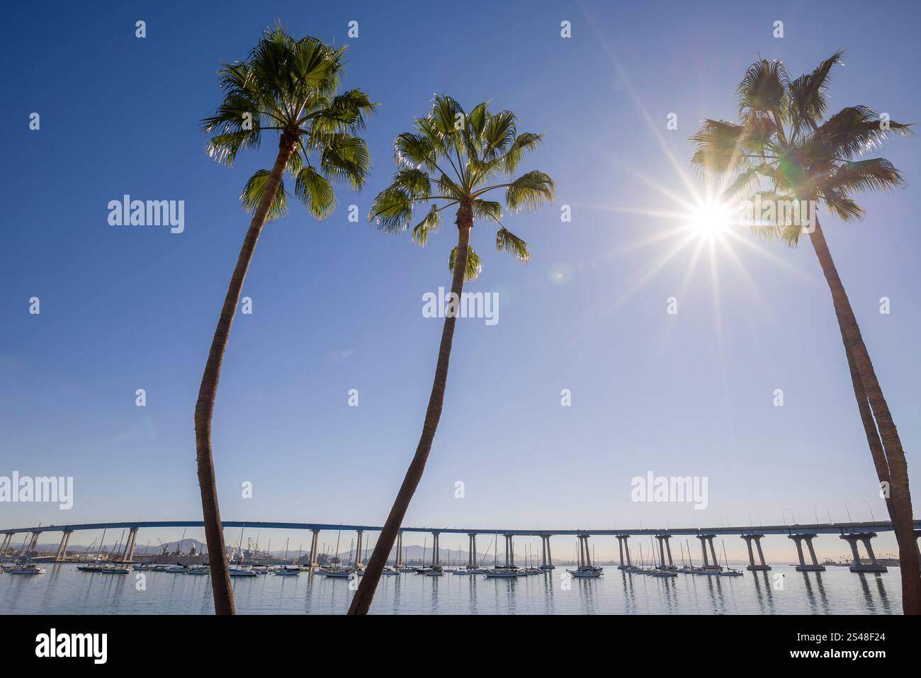 Palmen unter einem Sonnenschein mit der Coronado-Brücke im Hintergrund. Stockfoto