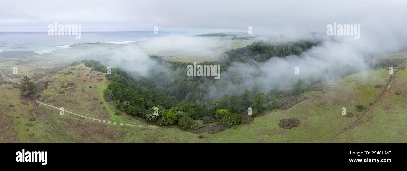 Niedrige, nebelige Wolken treiben durch die ausgedehnten Wälder von Santa Cruz, Kalifornien. Diese Küstenregion erhält viel Feuchtigkeit aus der Meeresschicht. Stockfoto