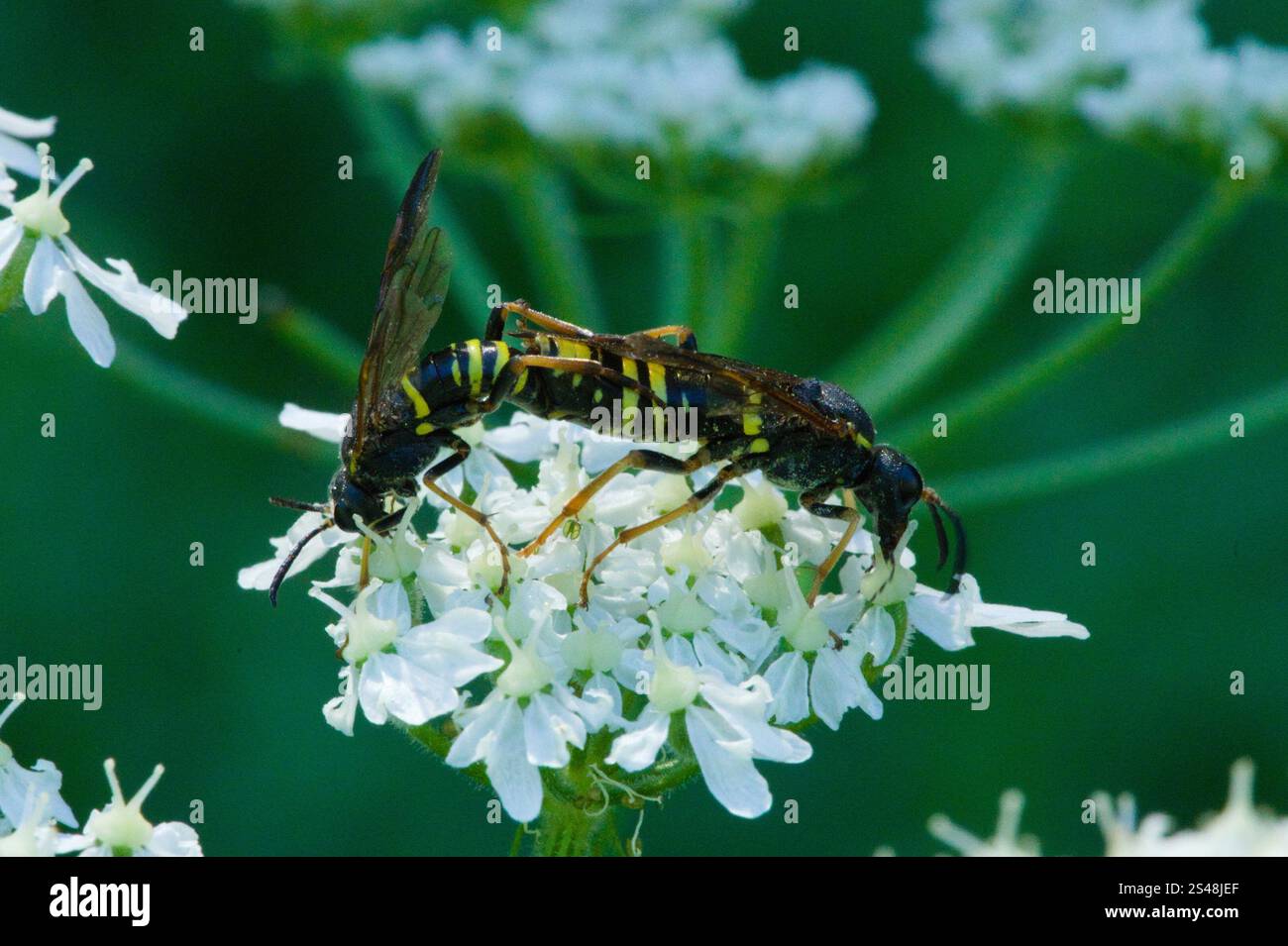 Edle Wasp-Sägefliege (Tenthredo vespa) Stockfoto