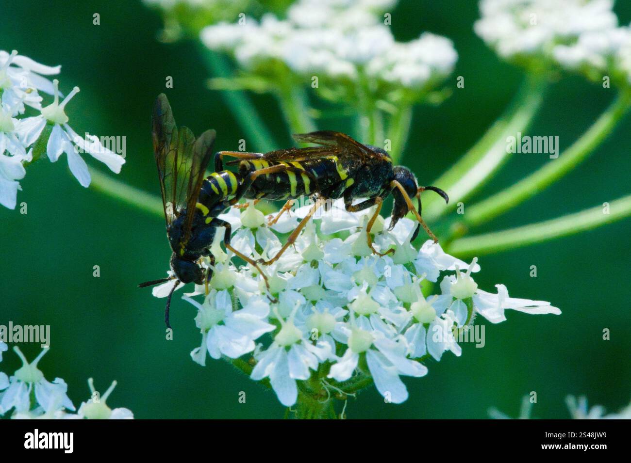 Edle Wasp-Sägefliege (Tenthredo vespa) Stockfoto