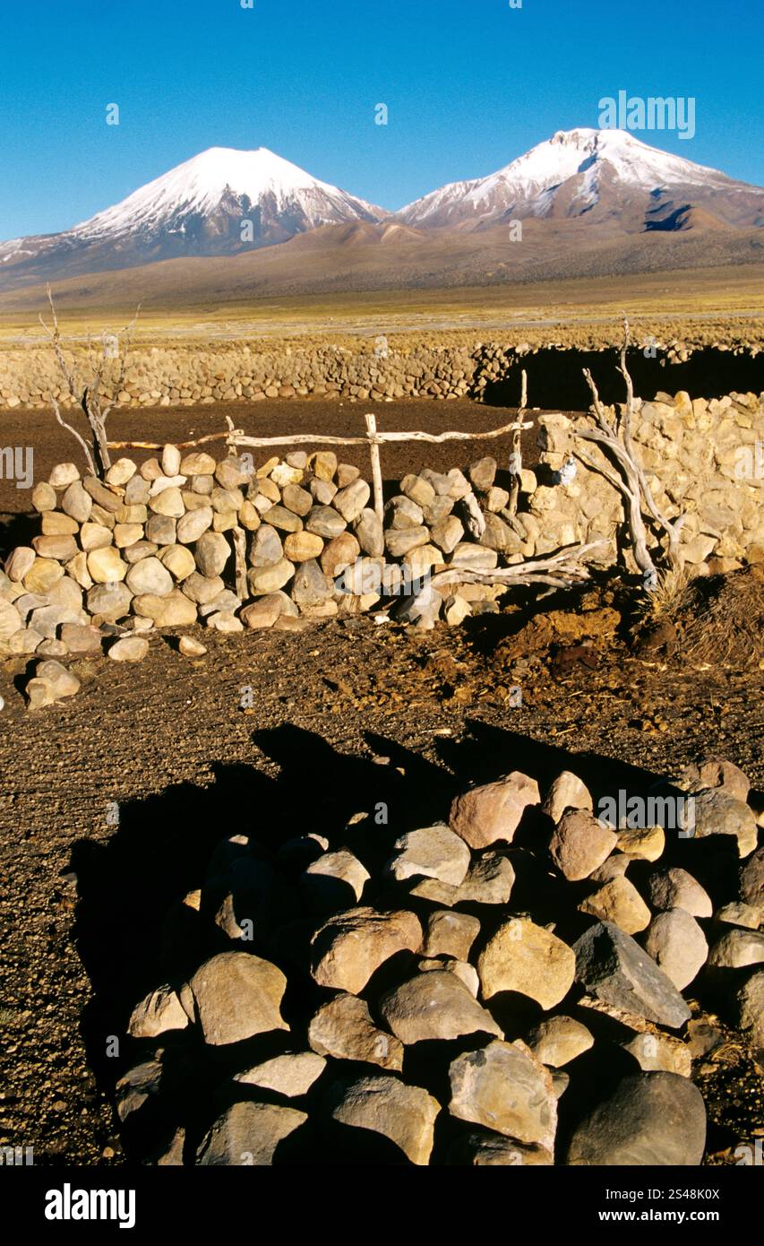 Hürden im Sajama-Nationalpark, Bolivien, mit den schneebedeckten Parinacota- und Pomerape-Vulkanen als atemberaubender Kulisse. Stockfoto