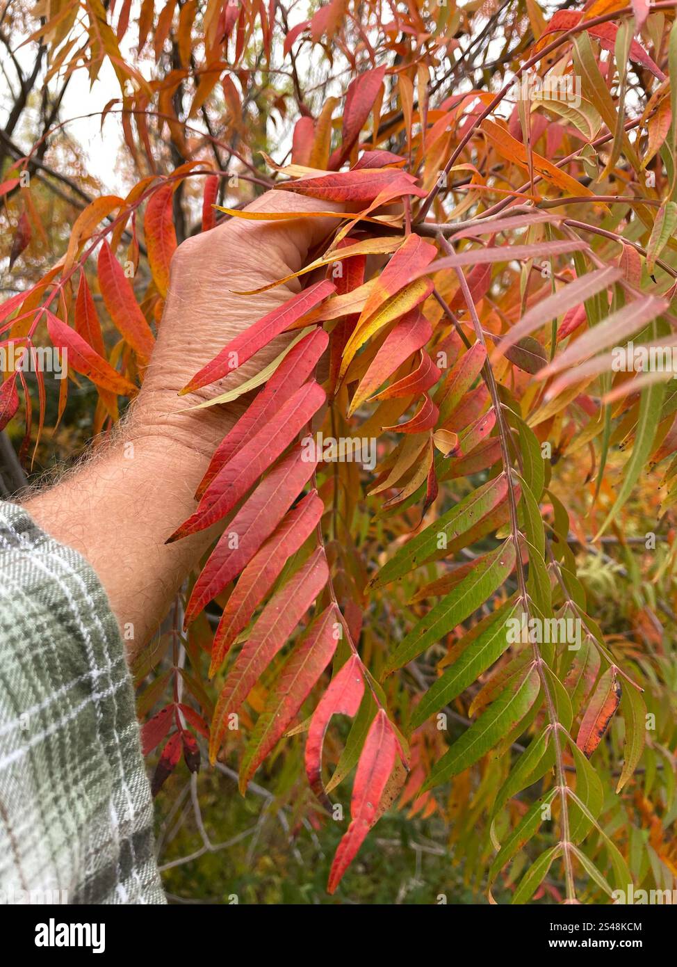 Prairie flameleaf sumac (Rhus lanceolata) Stockfoto
