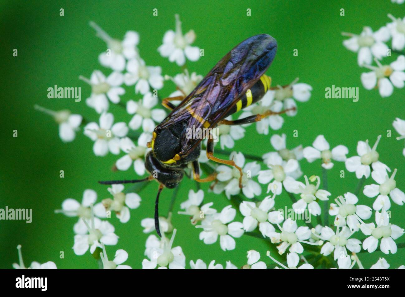 Edle Wasp-Sägefliege (Tenthredo vespa) Stockfoto