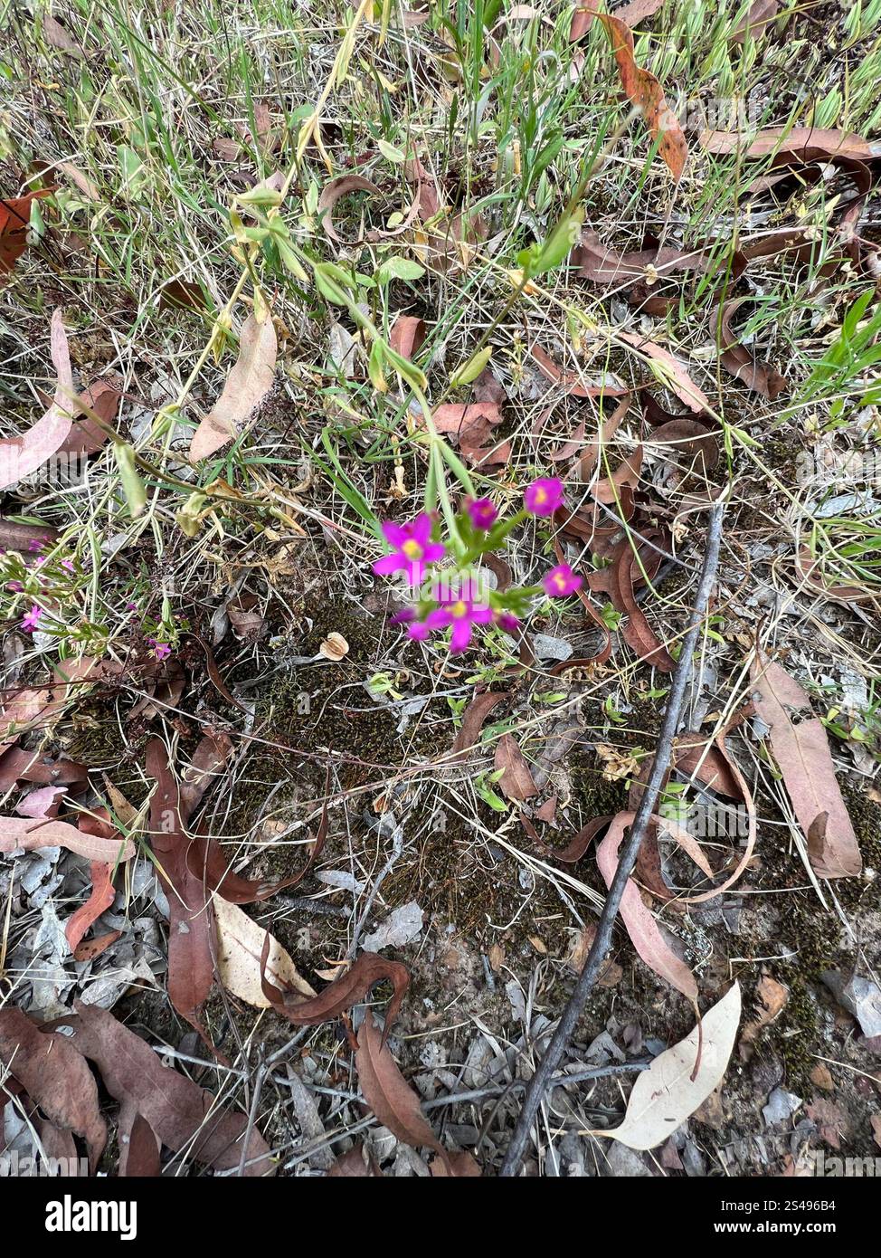 Schlanke Zentaury (Centaurium tenuiflorum) Stockfoto