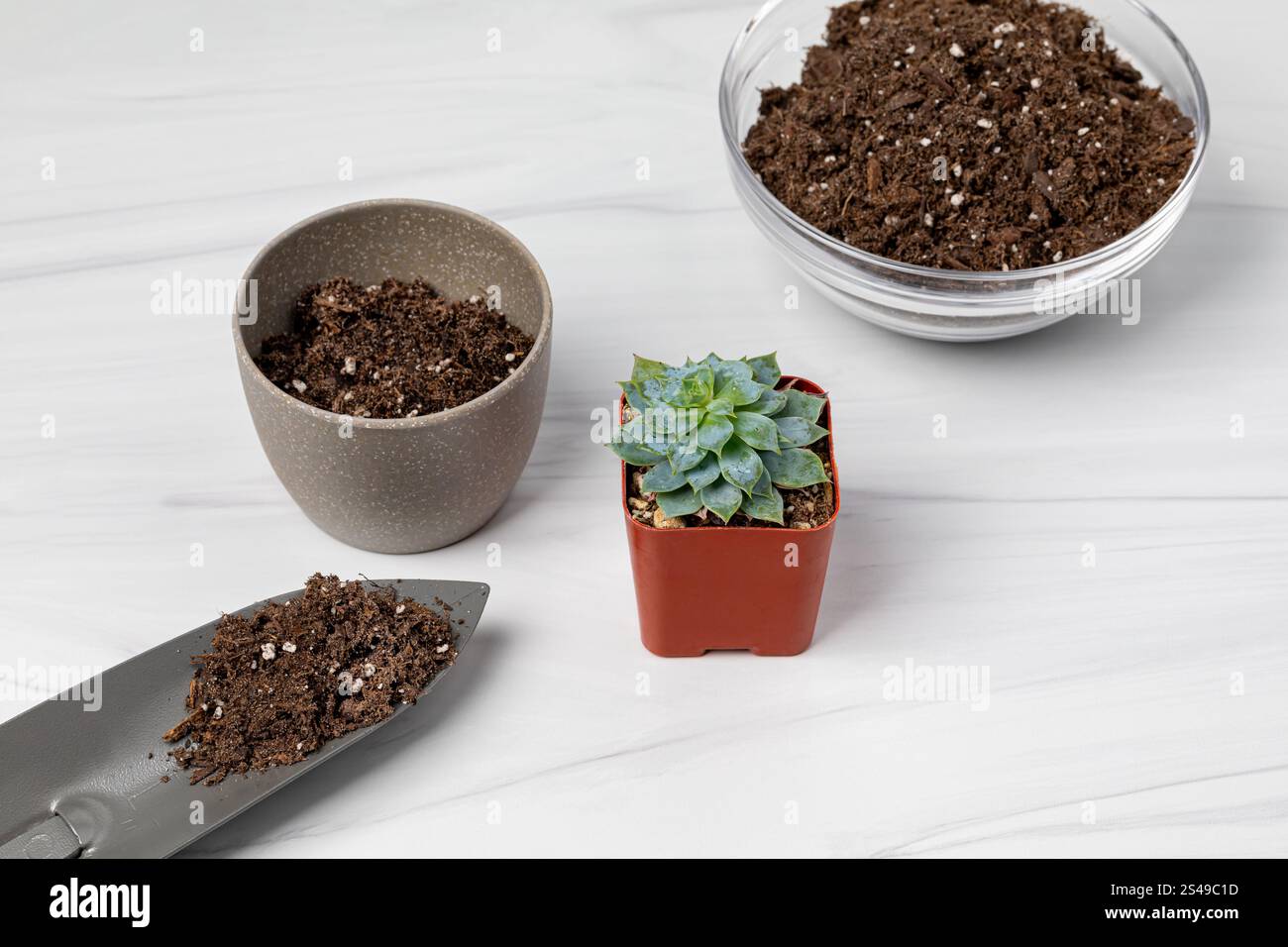 Das Umtopfen der Sukkulenten Pflanze. Pflanzengesundheit in Innenräumen, Pflanzenpflege und Gartenkonzept. Stockfoto